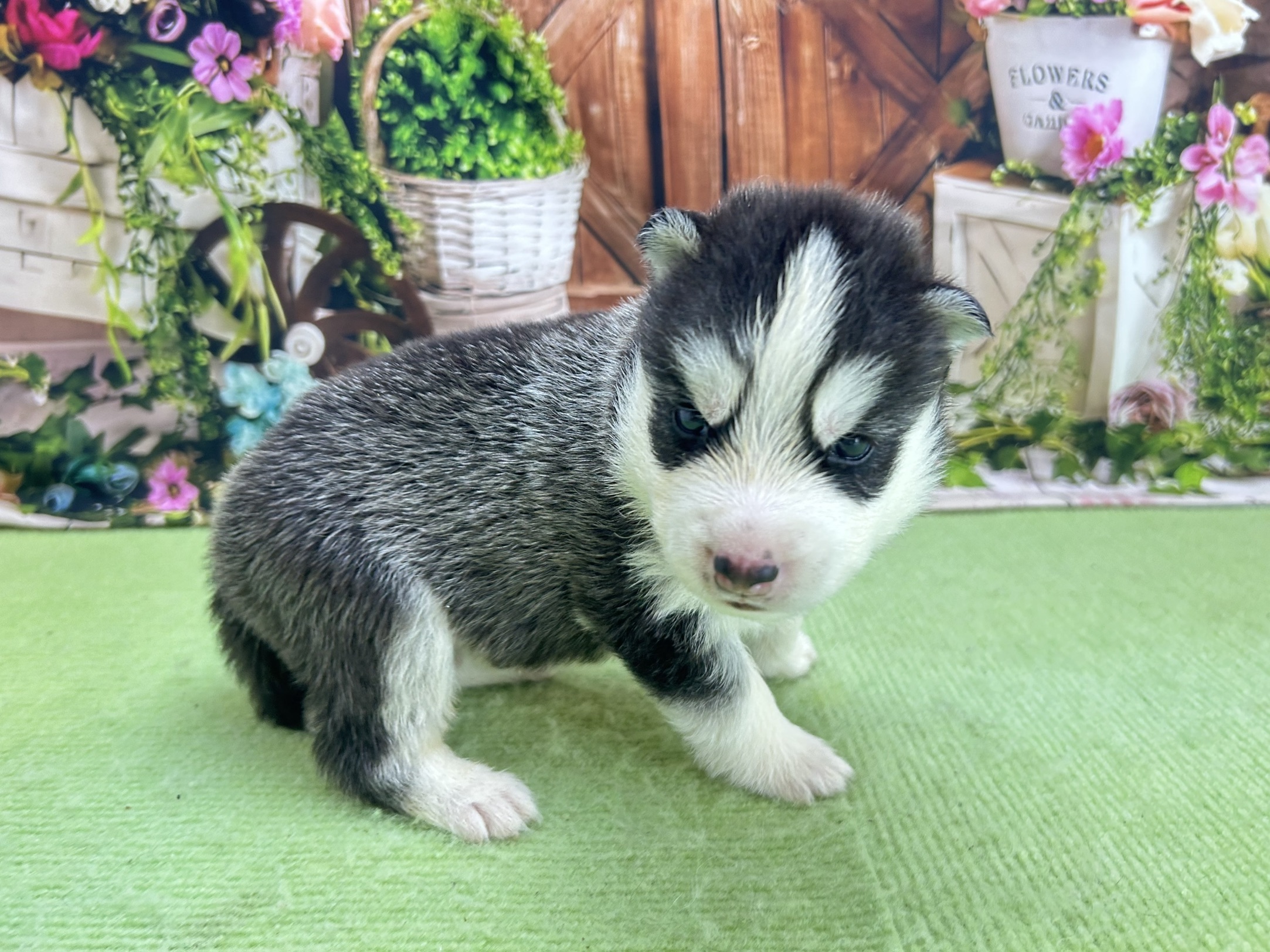 赤ちゃん写真1-2