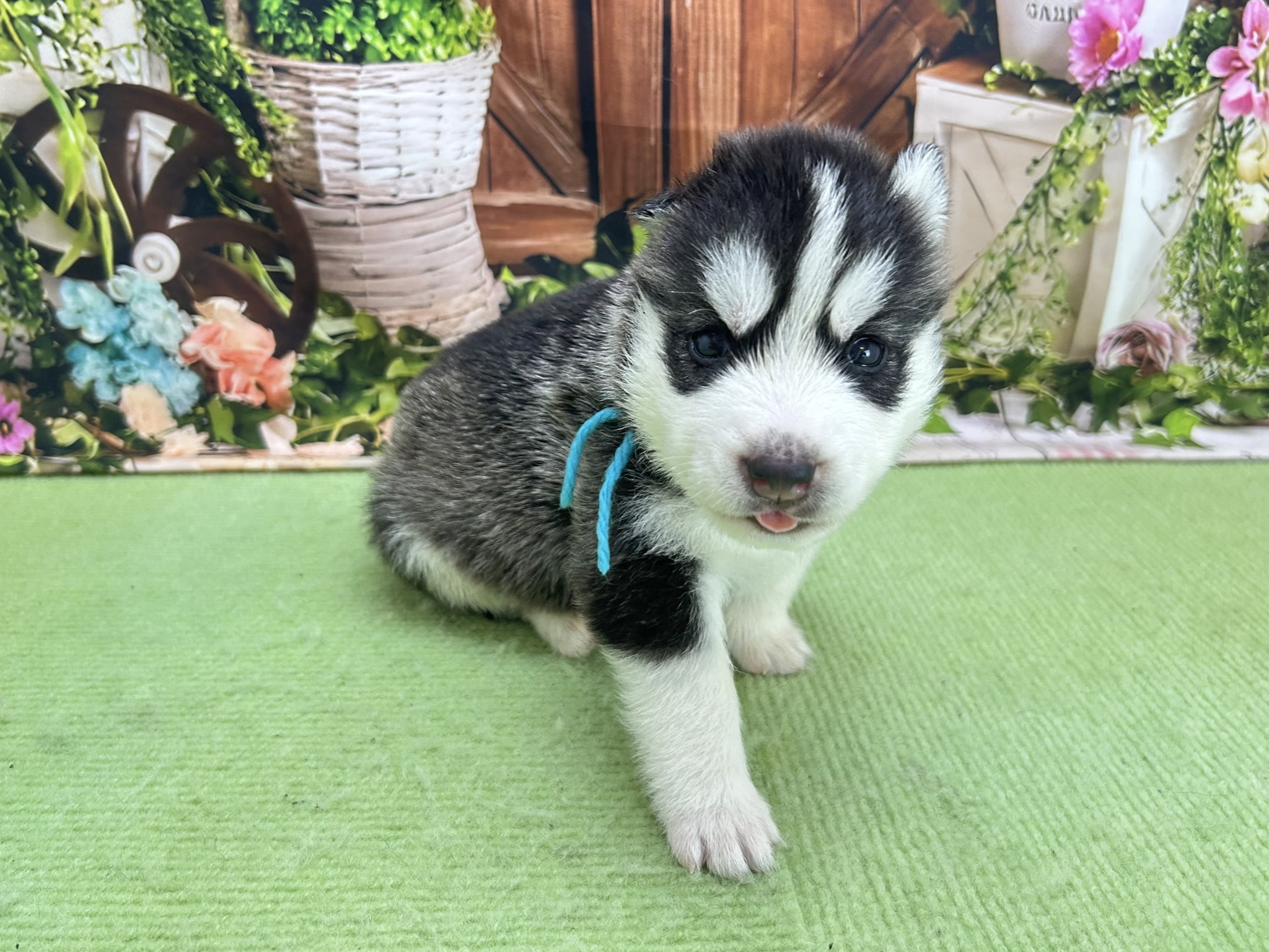 赤ちゃん写真1-2
