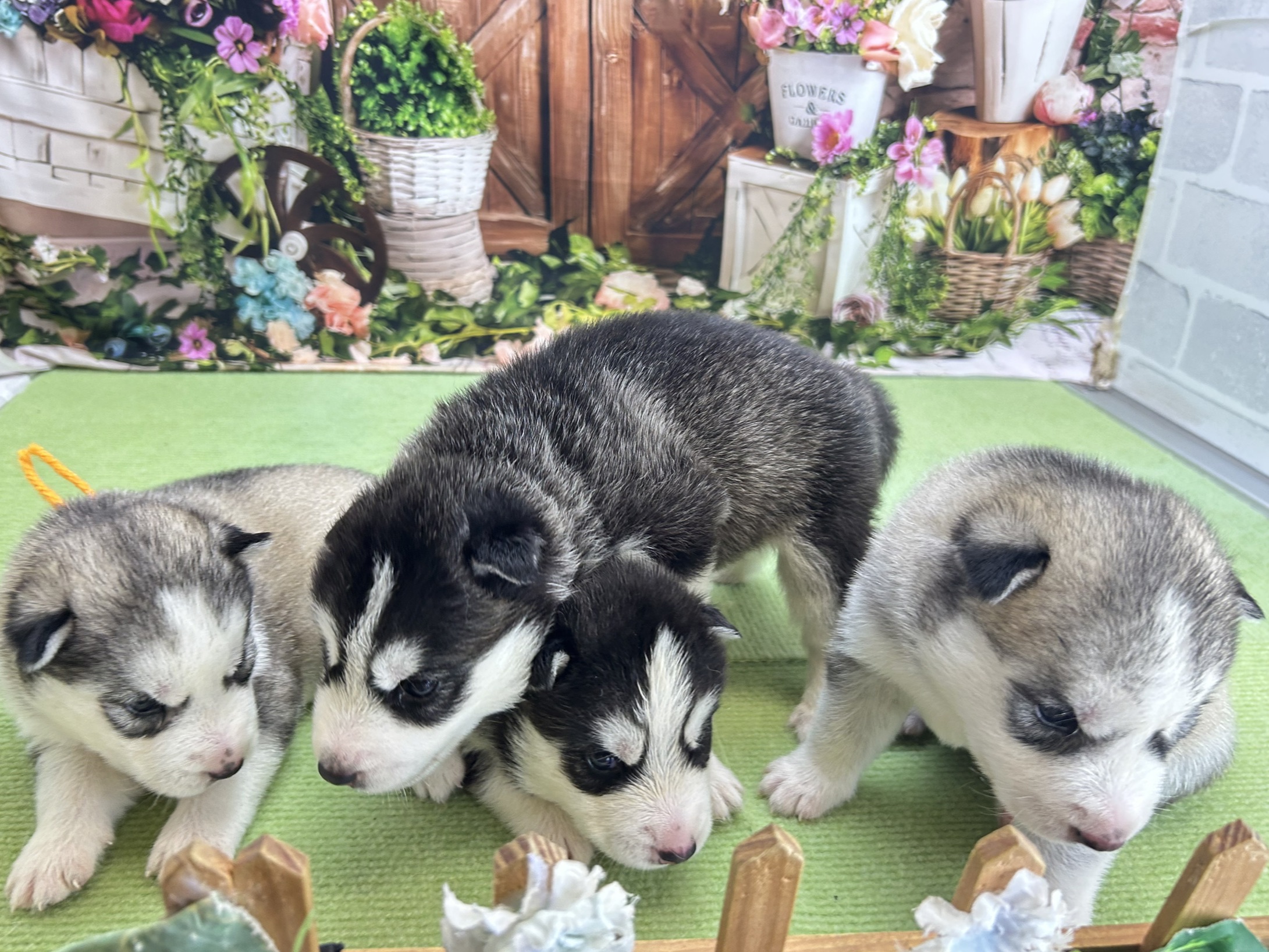 赤ちゃん写真1-3