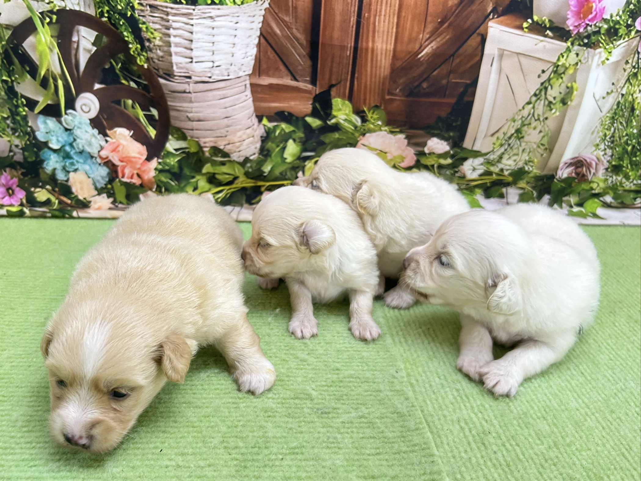 赤ちゃん写真1-3