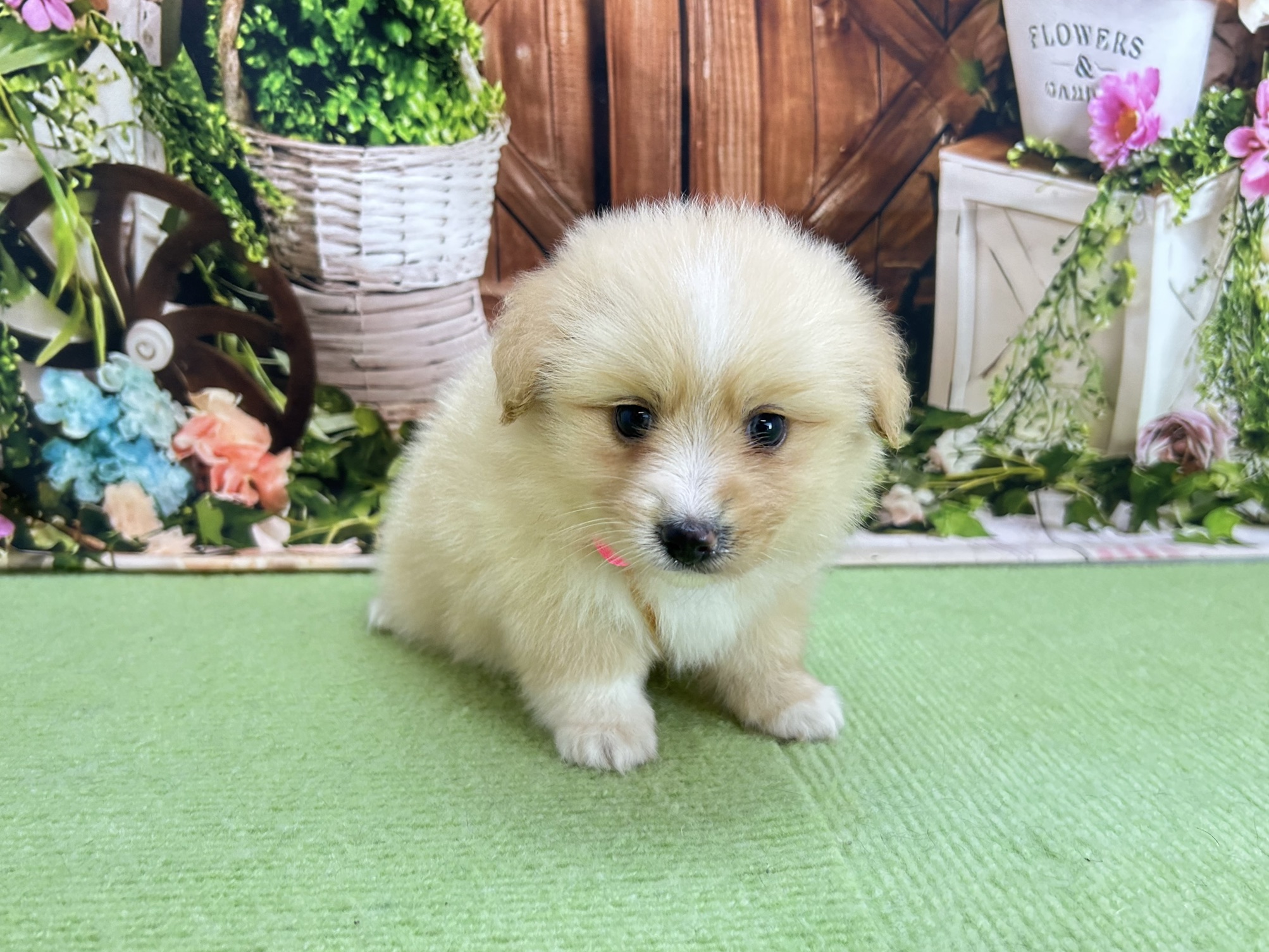 赤ちゃん写真2-1