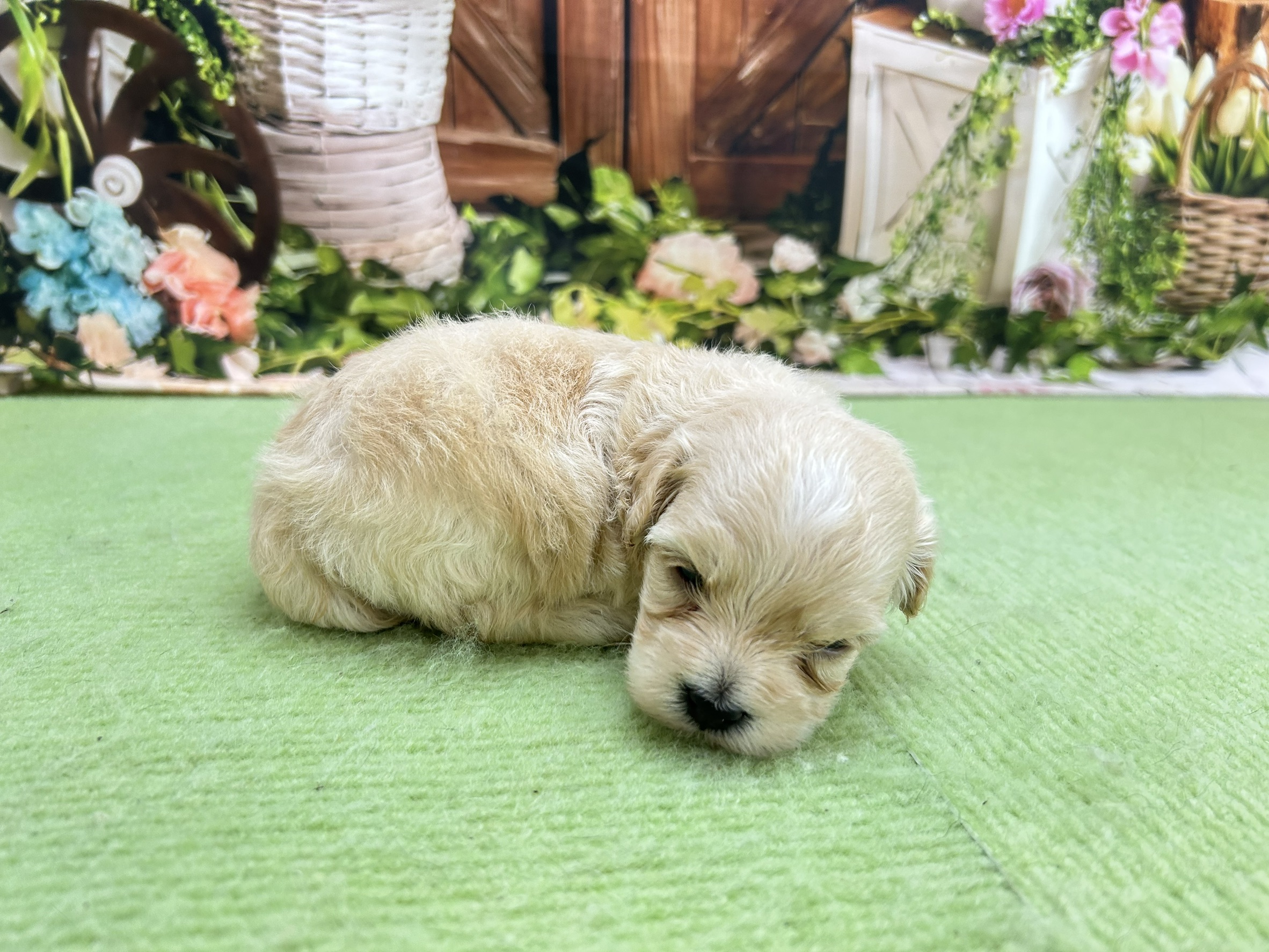 赤ちゃん写真1-2