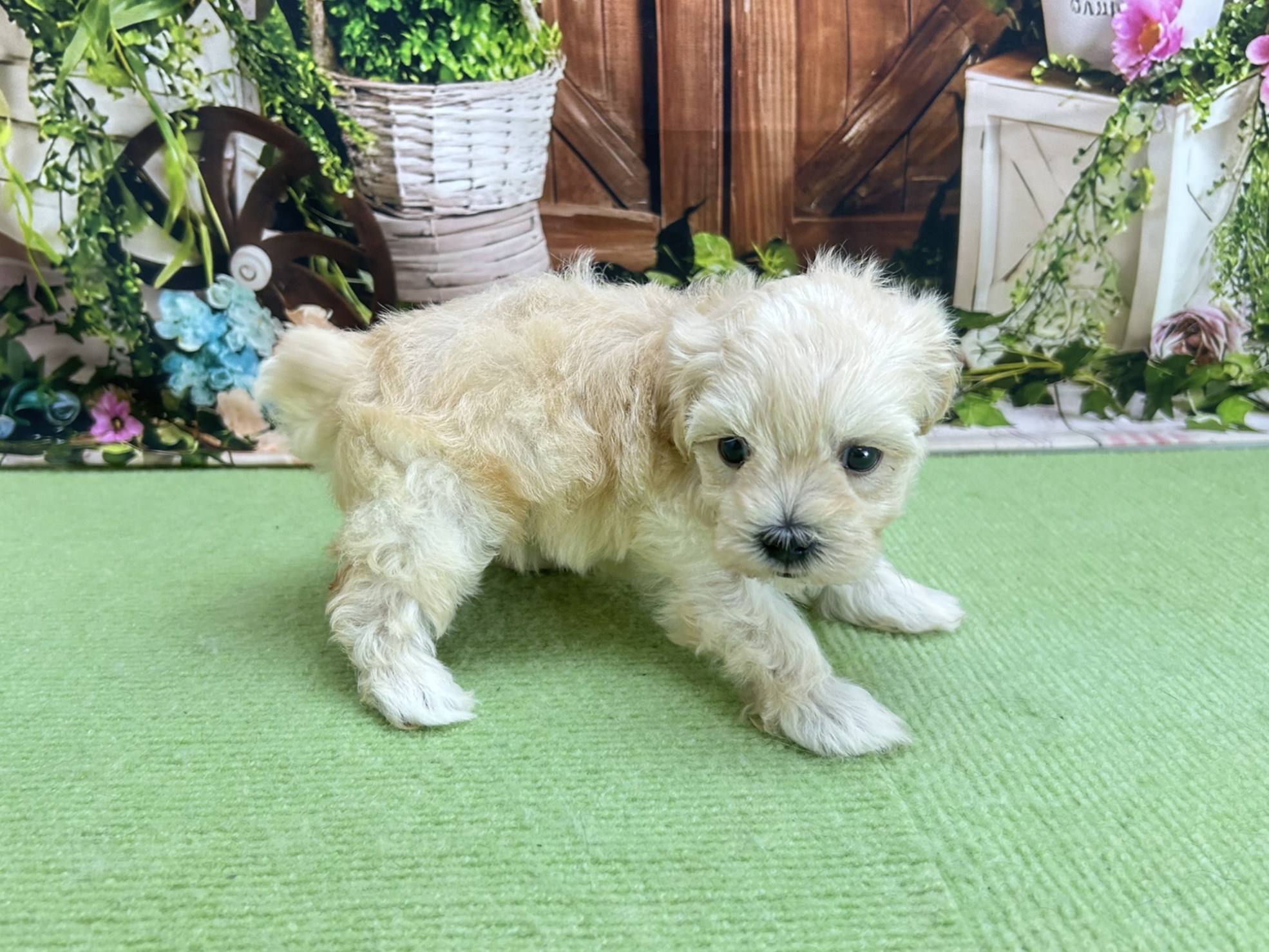 赤ちゃん写真2-2