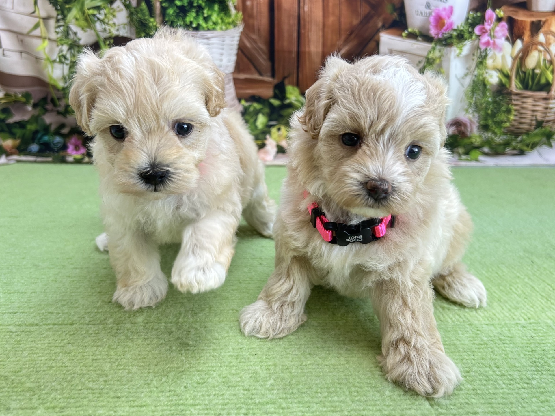 赤ちゃん写真2-3