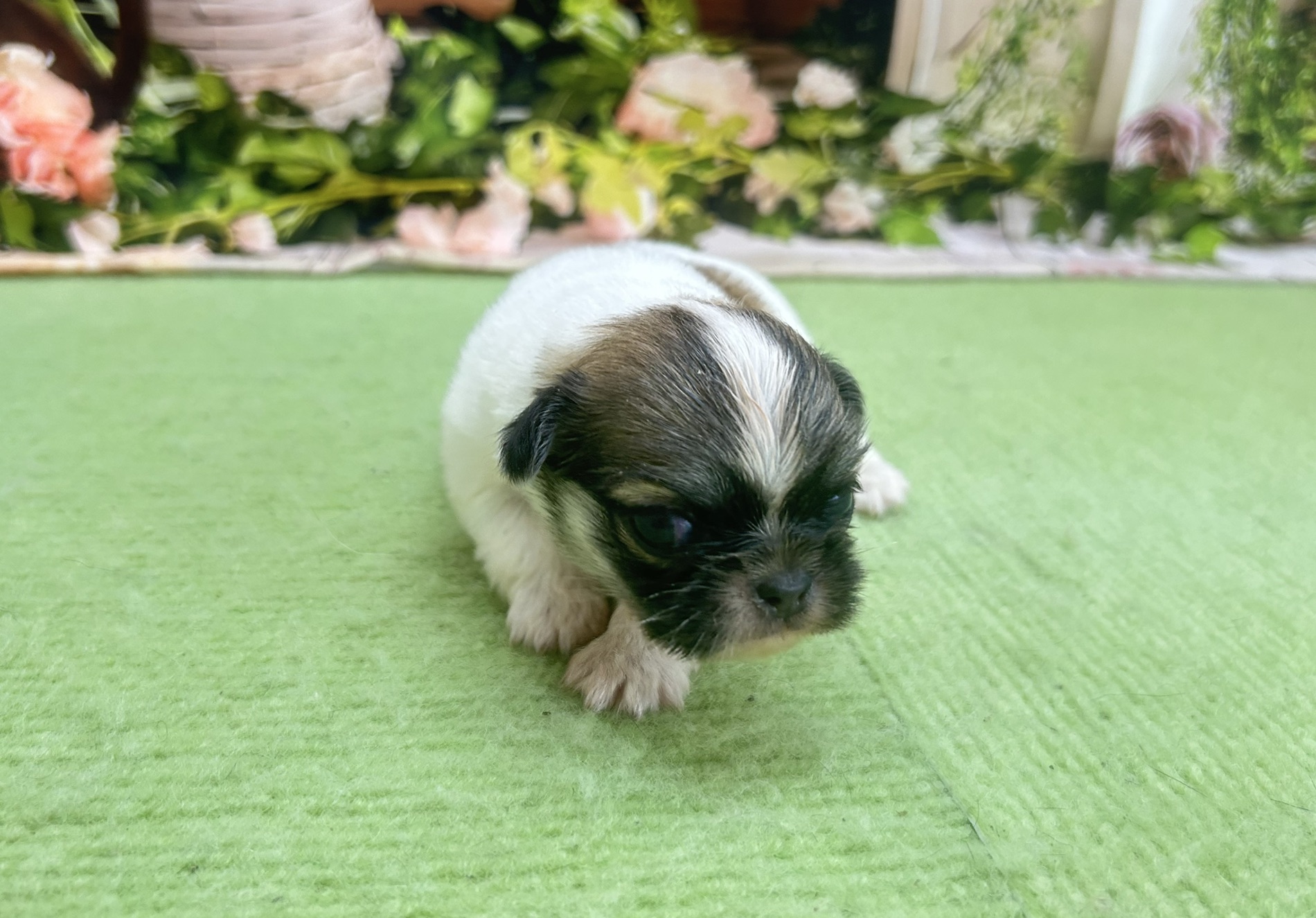 赤ちゃん写真1-1