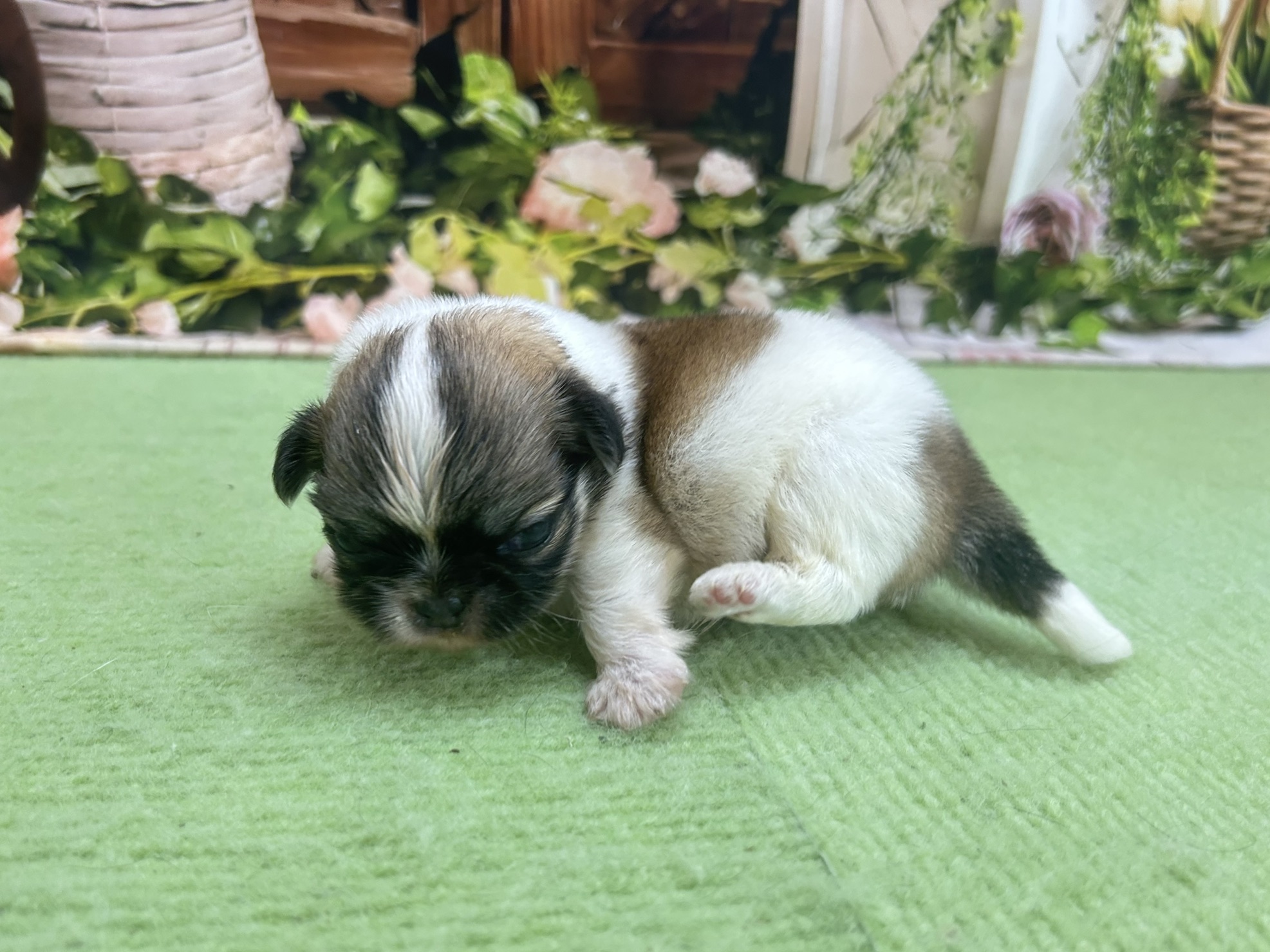 赤ちゃん写真1-3