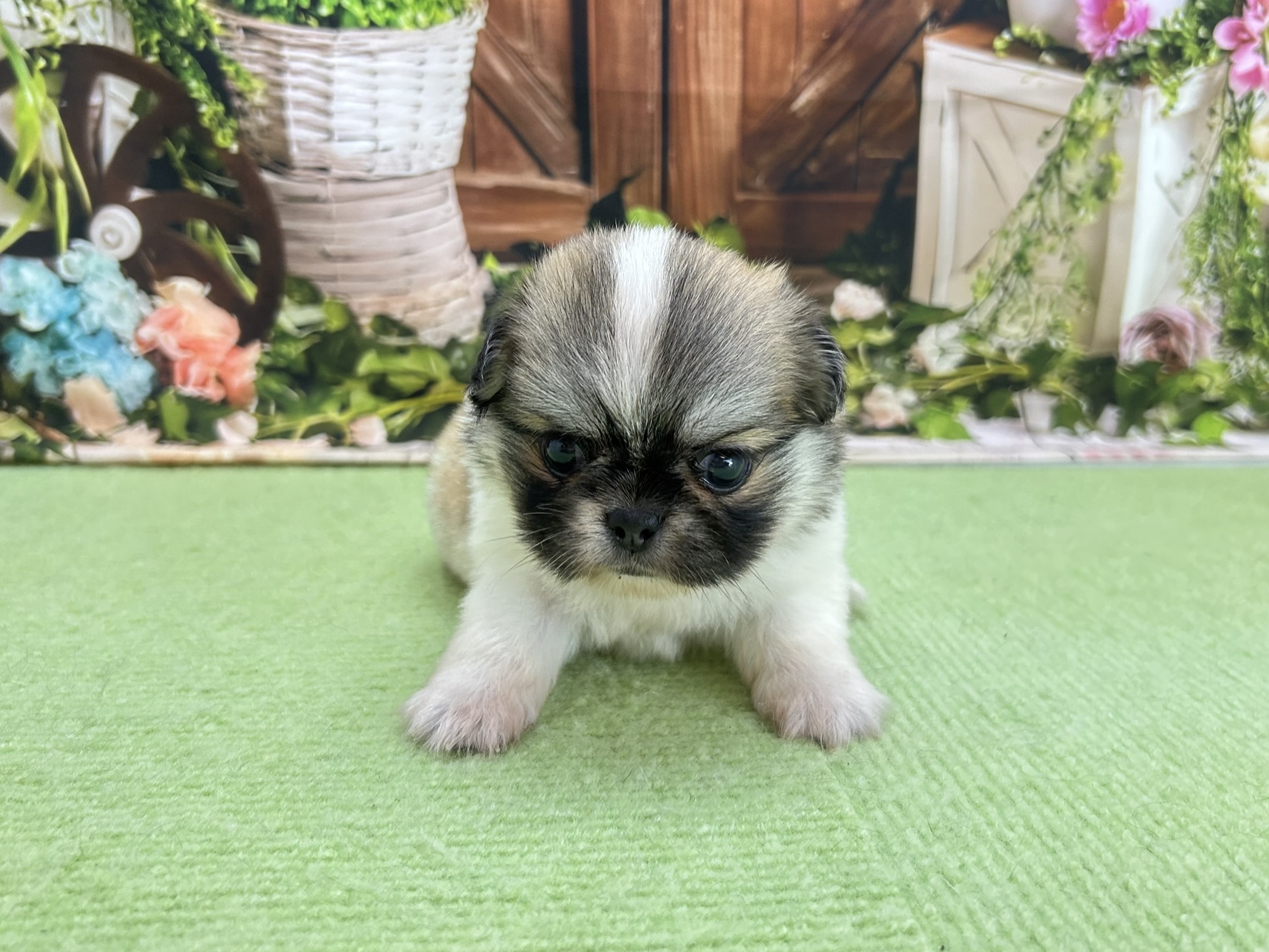 赤ちゃん写真2-1