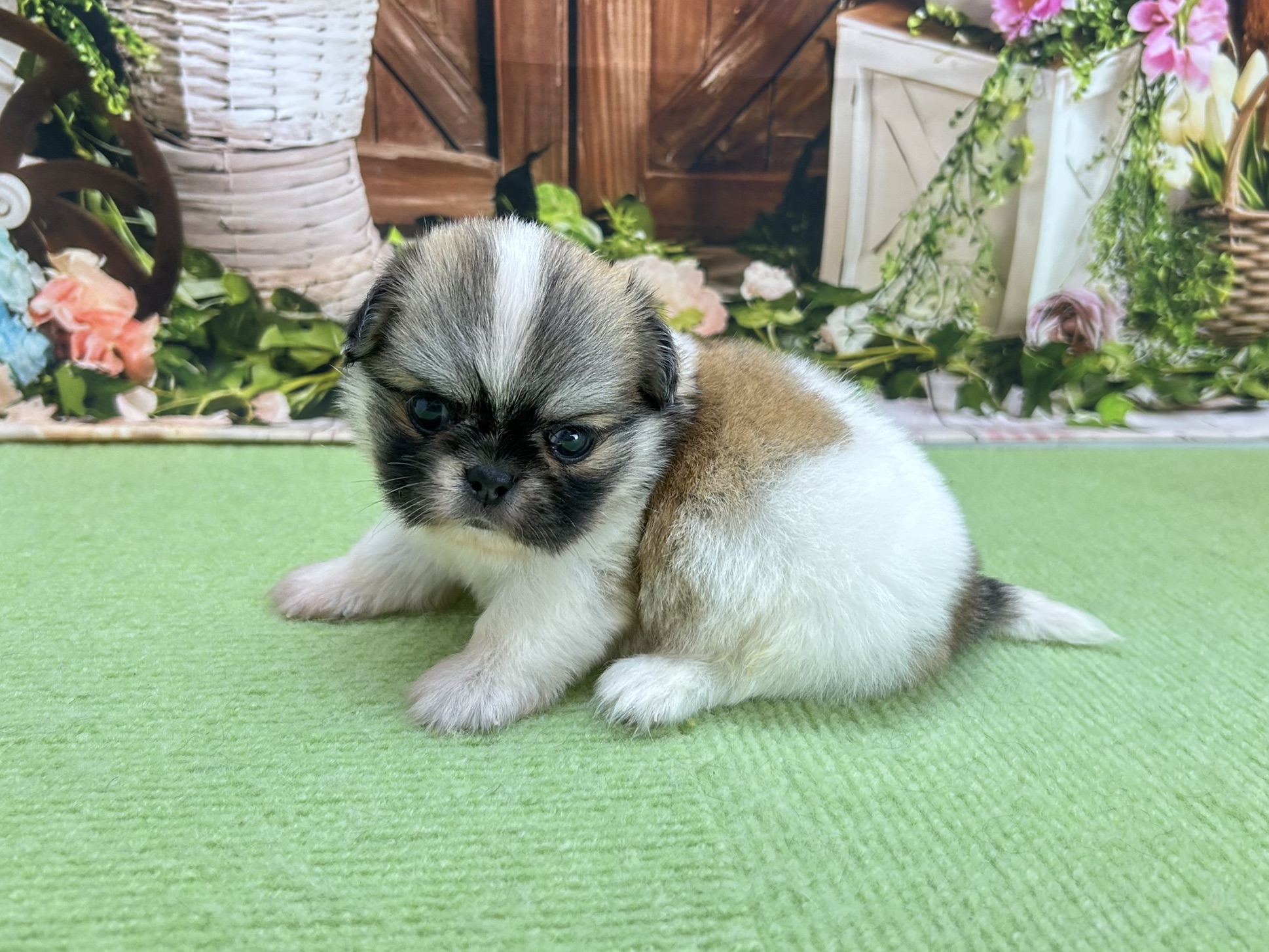 赤ちゃん写真2-2