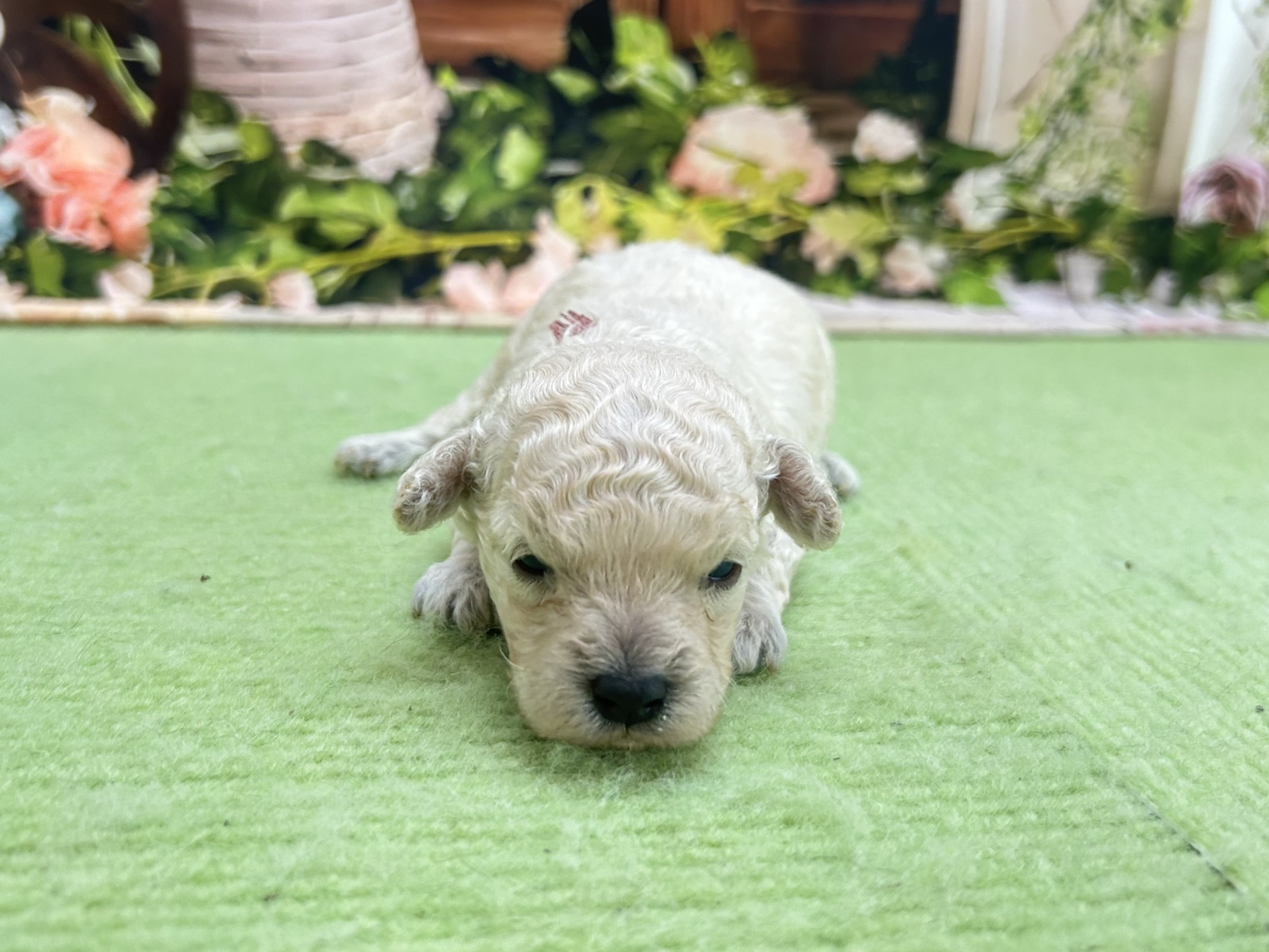 赤ちゃん写真1-1