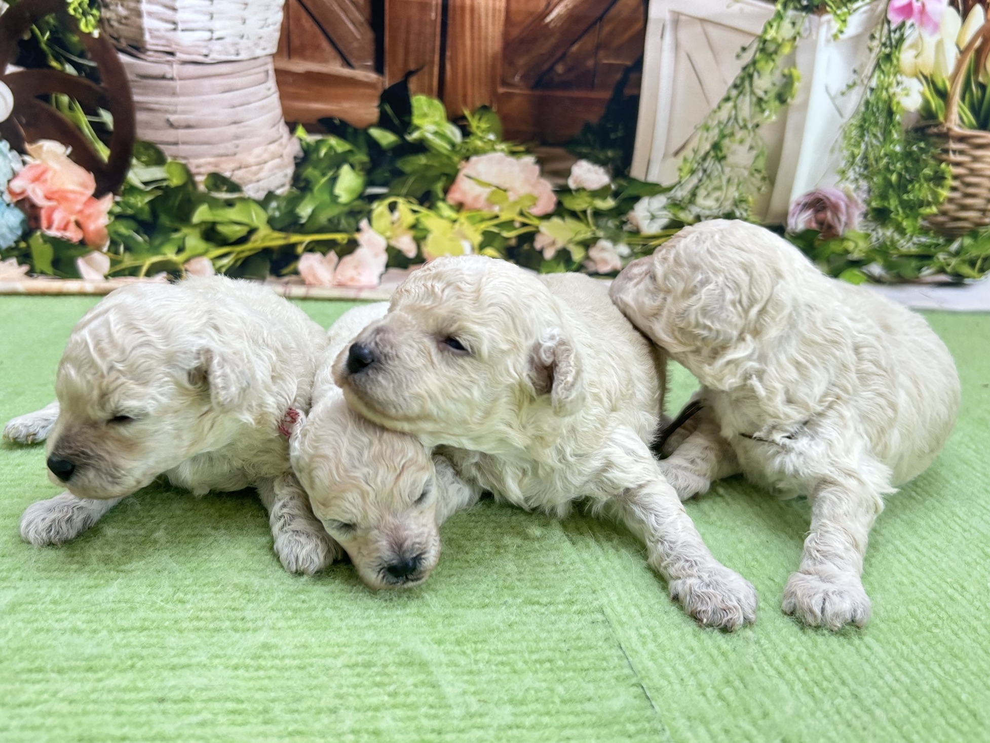 赤ちゃん写真1-3
