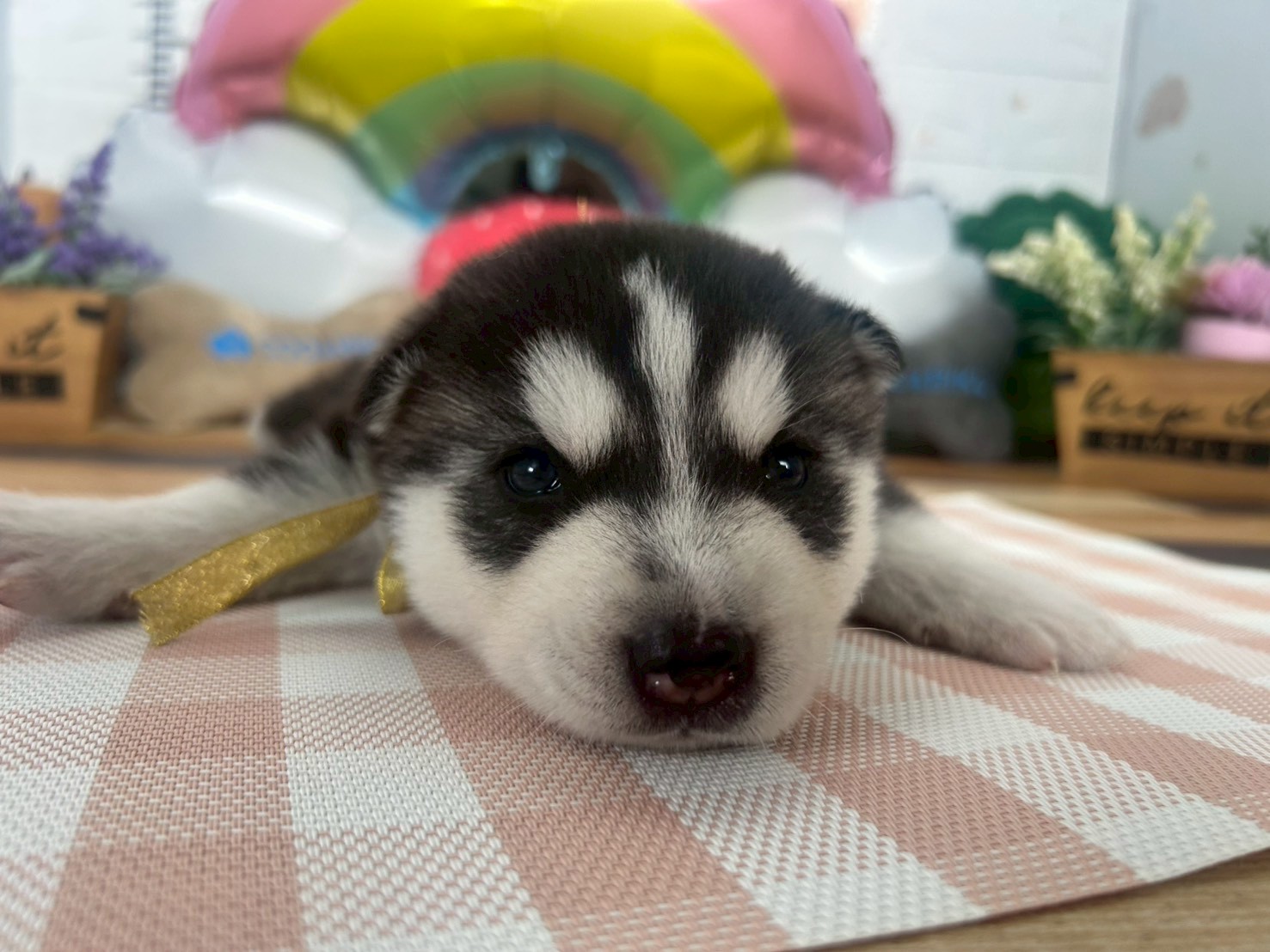 赤ちゃん写真2-1