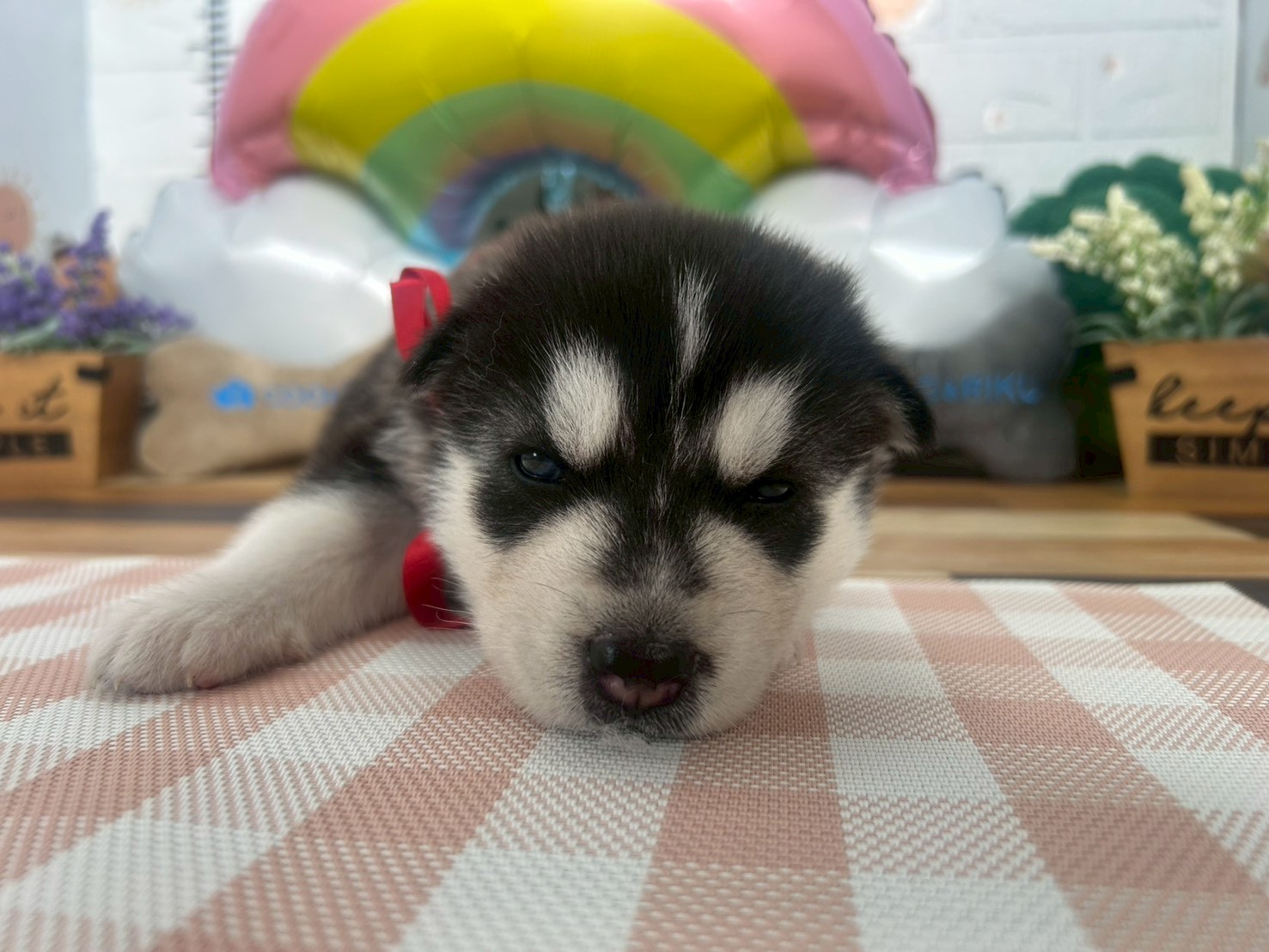 赤ちゃん写真2-1