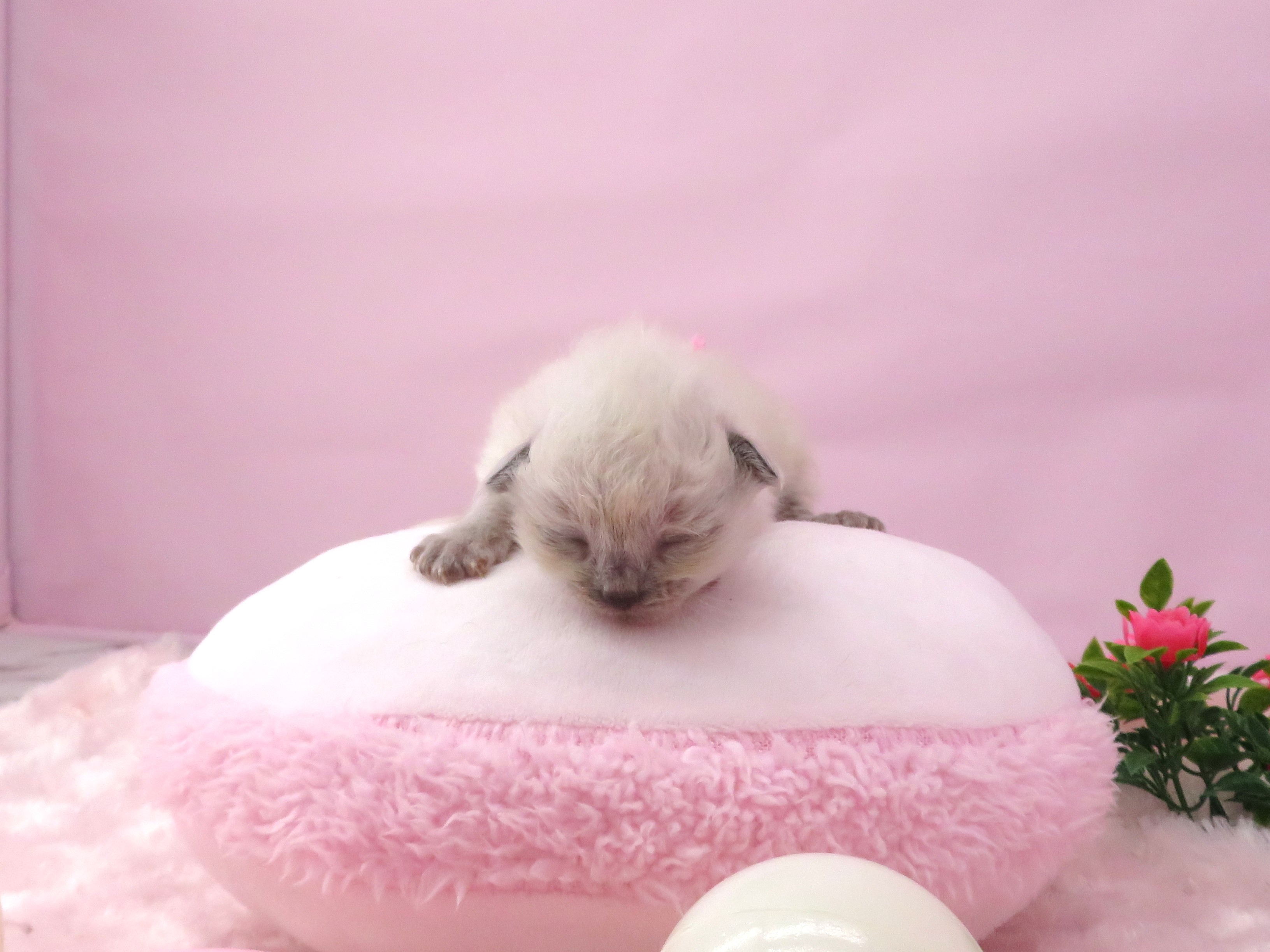 赤ちゃん写真1-1