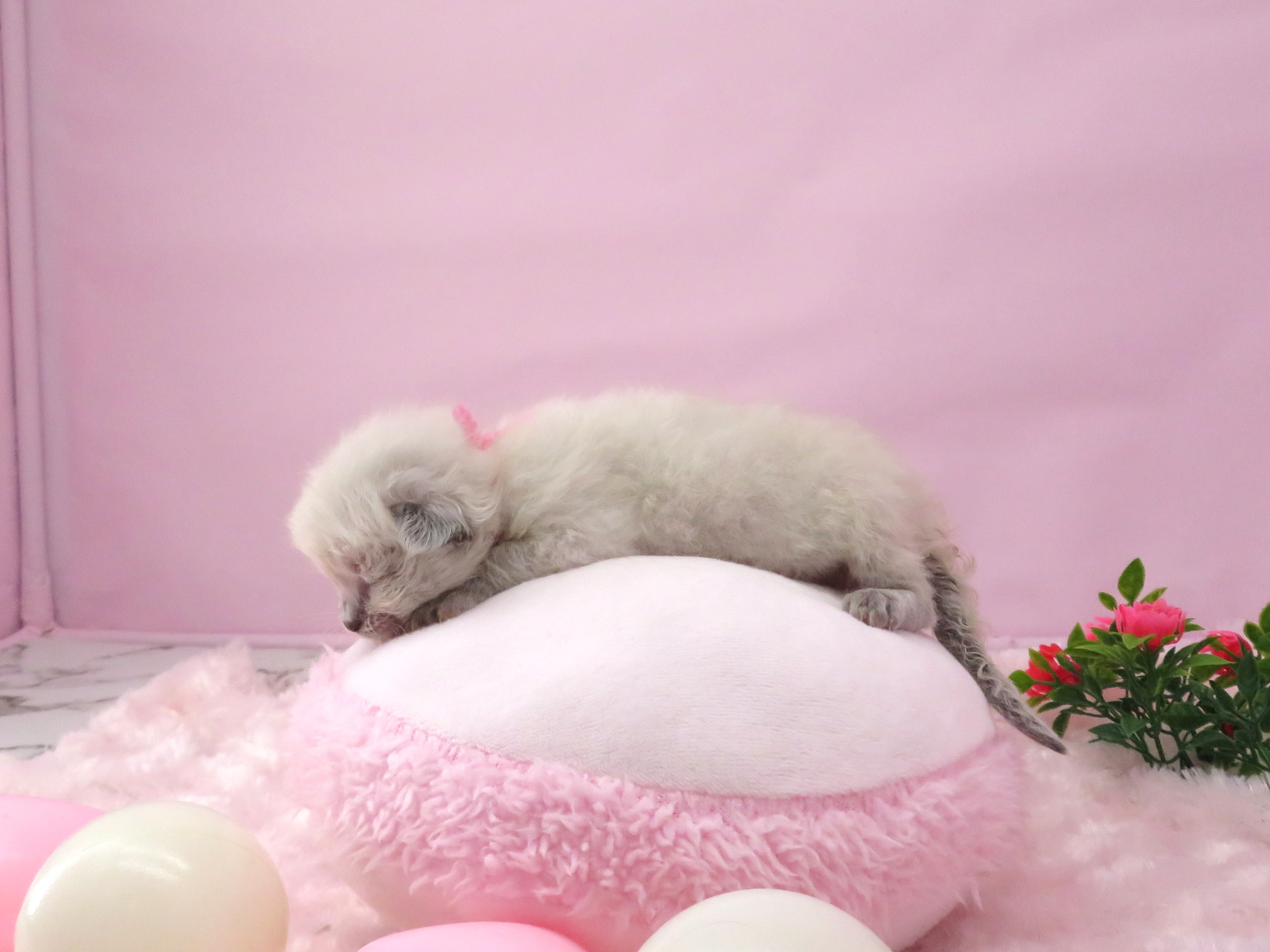赤ちゃん写真1-2