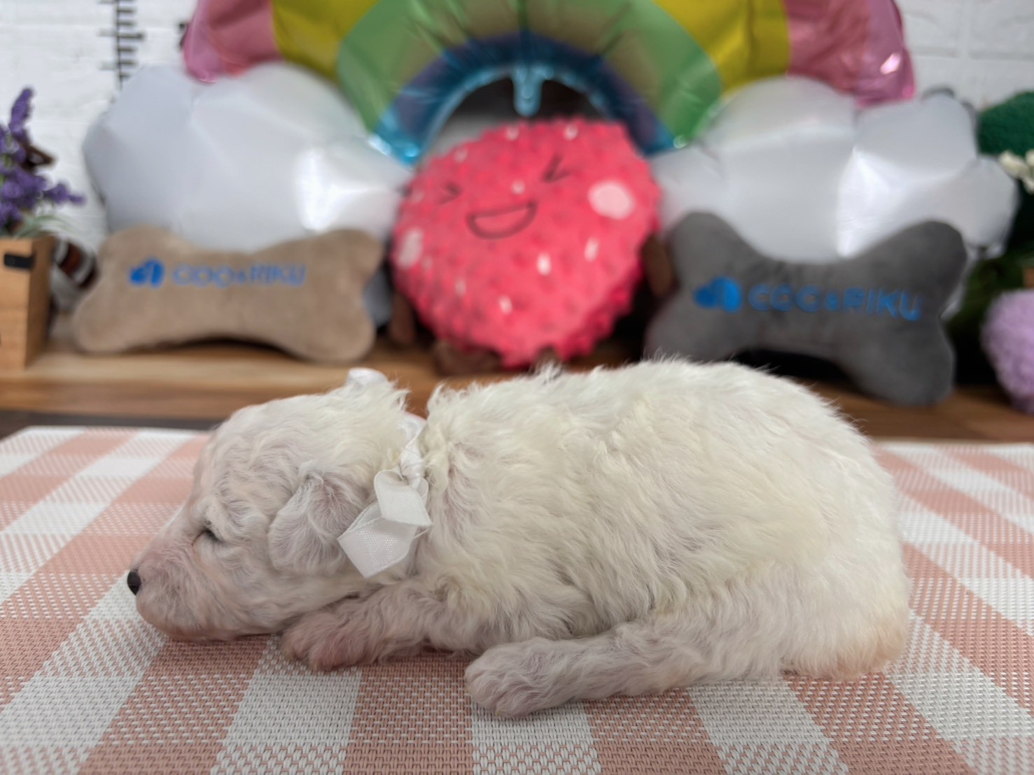 赤ちゃん写真2-2