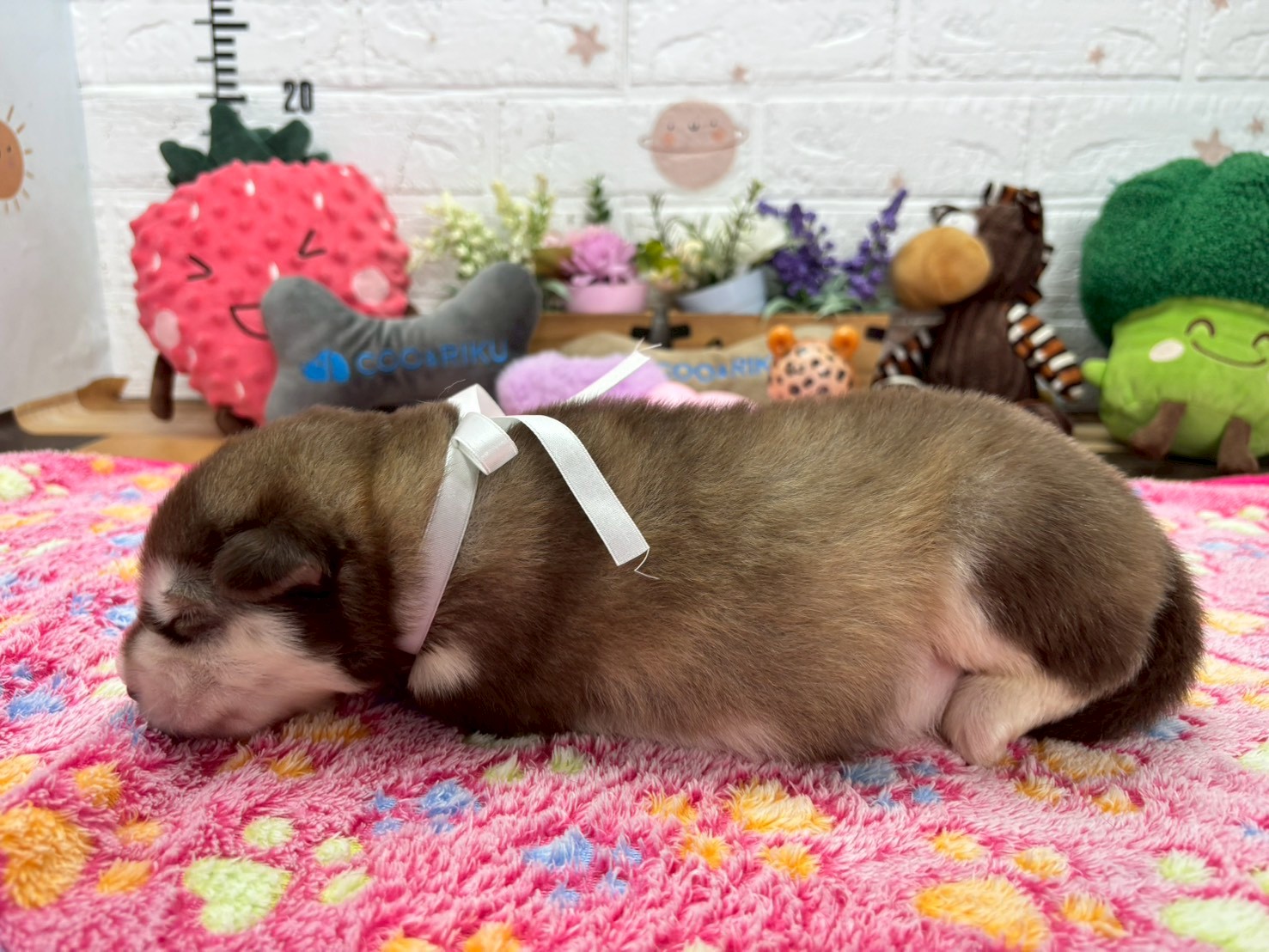 赤ちゃん写真1-2