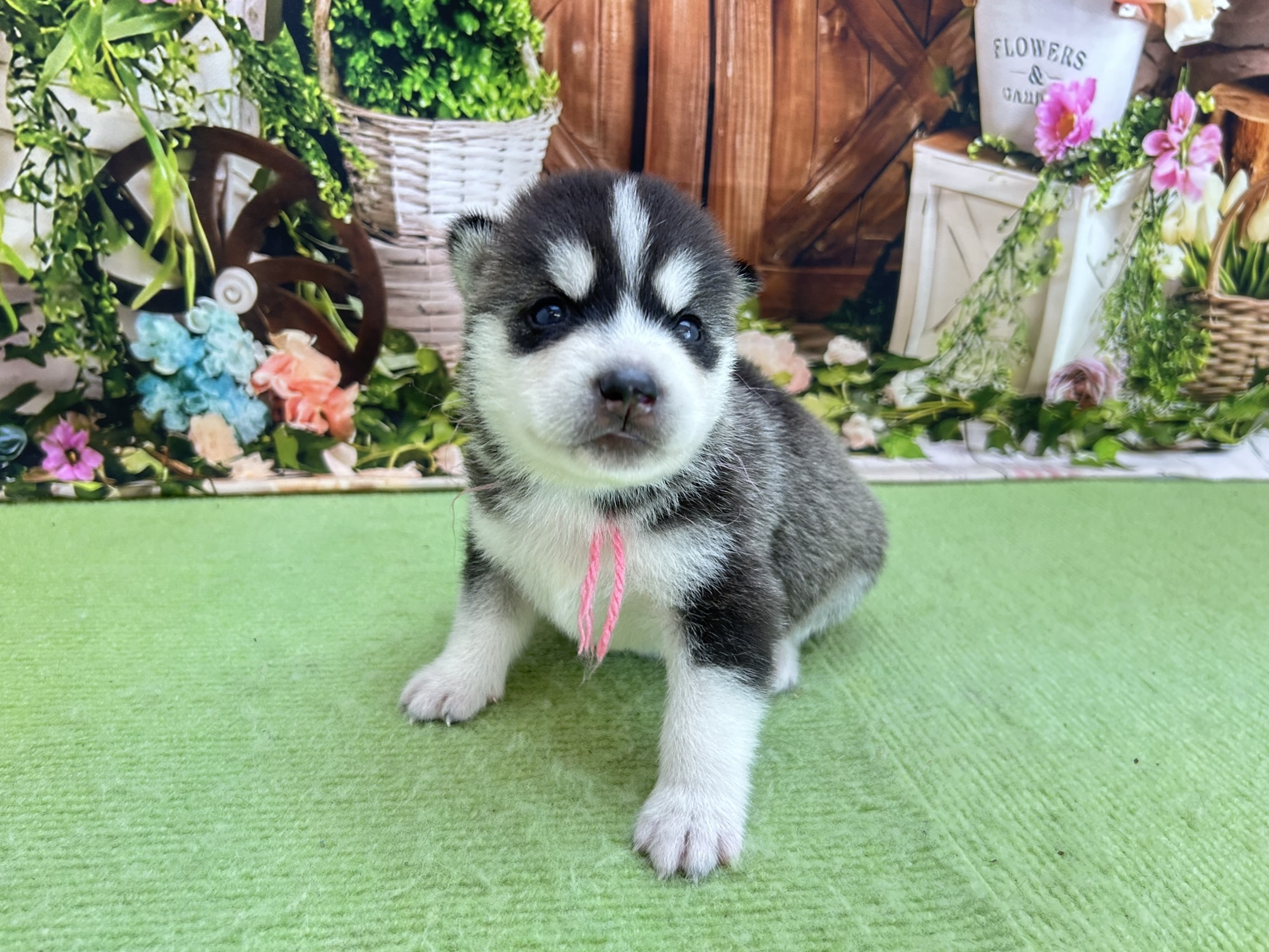 赤ちゃん写真1-1