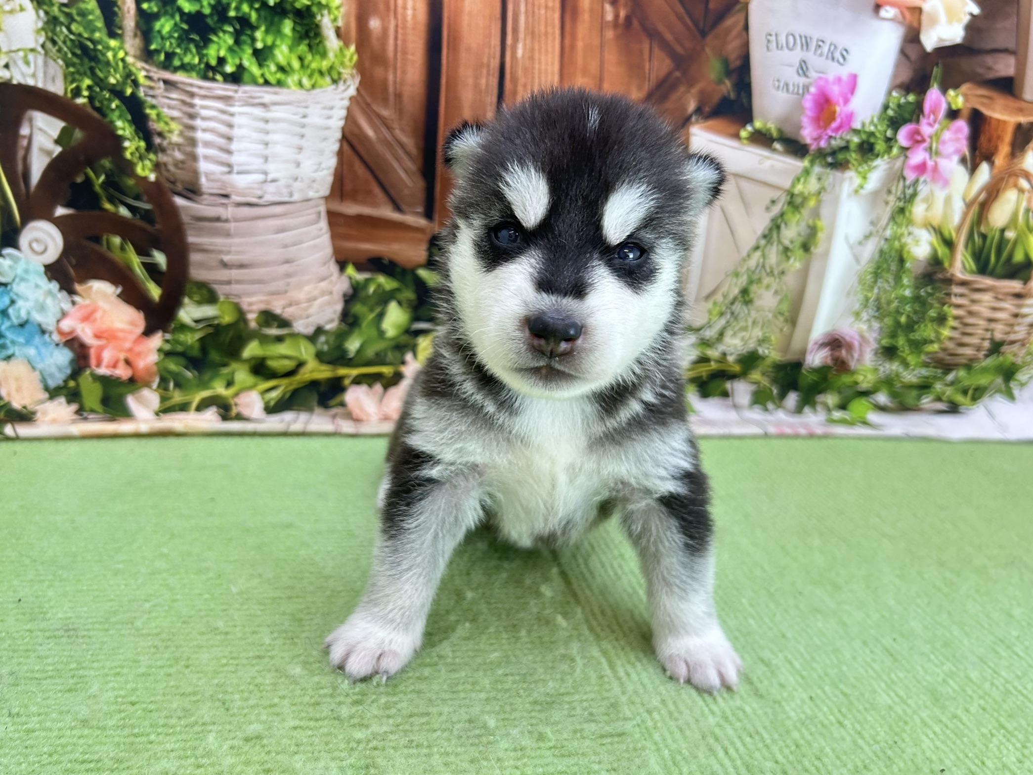 赤ちゃん写真1-1