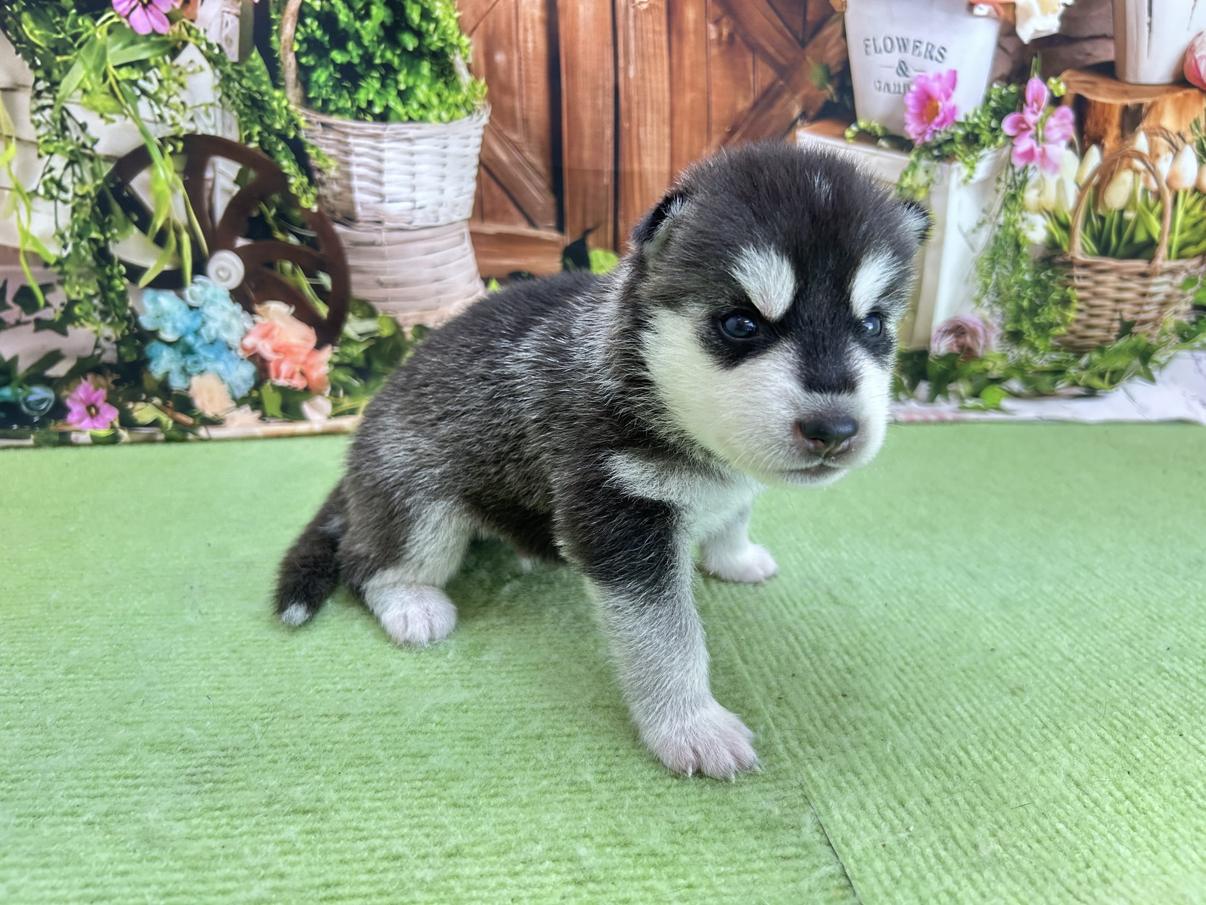 赤ちゃん写真1-2