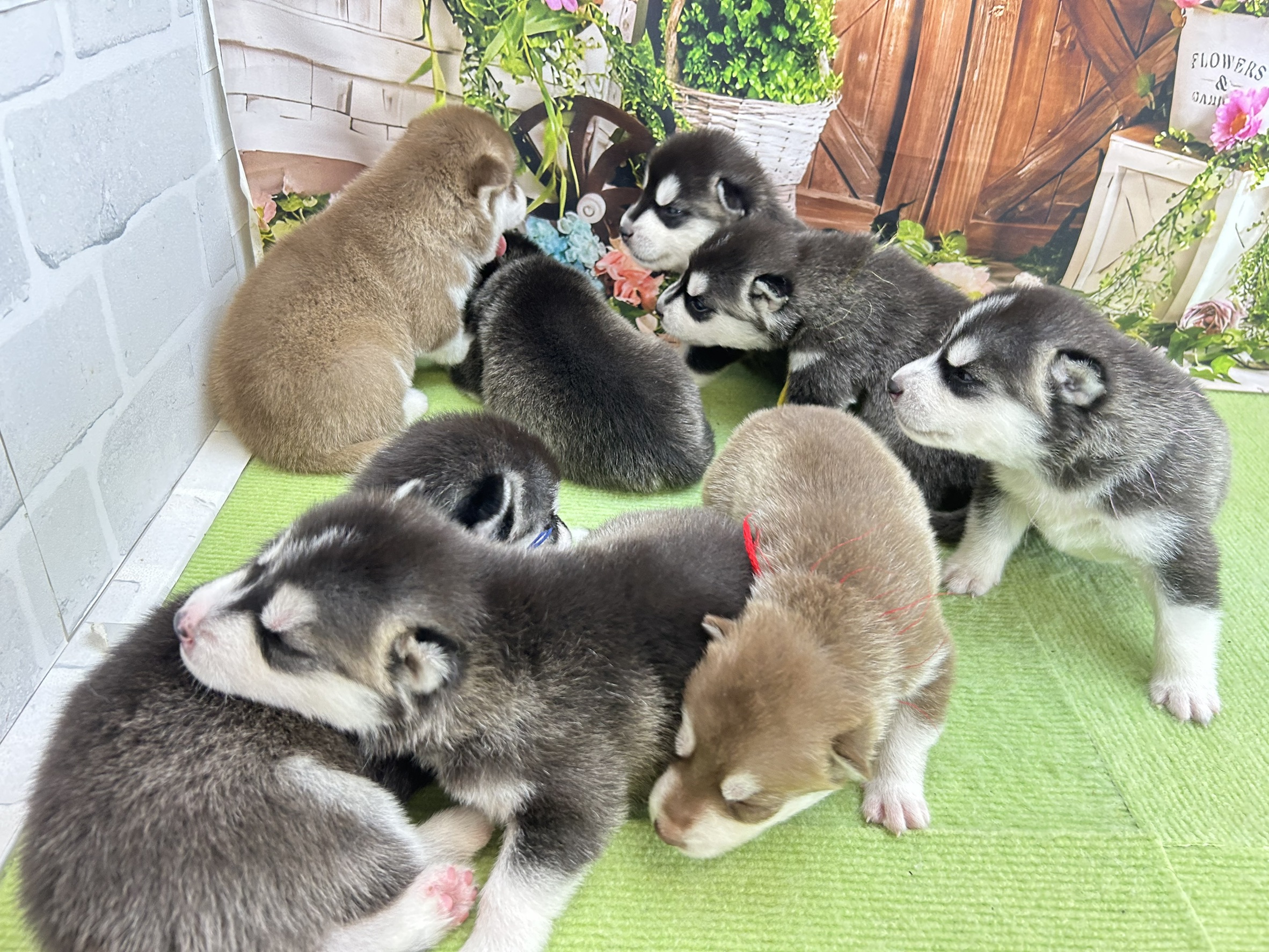赤ちゃん写真1-3