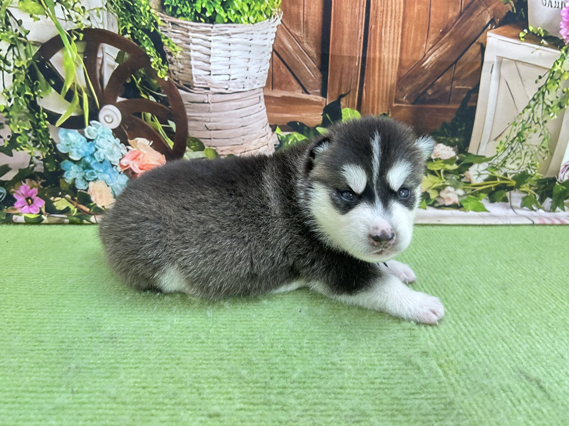 赤ちゃん写真1-2