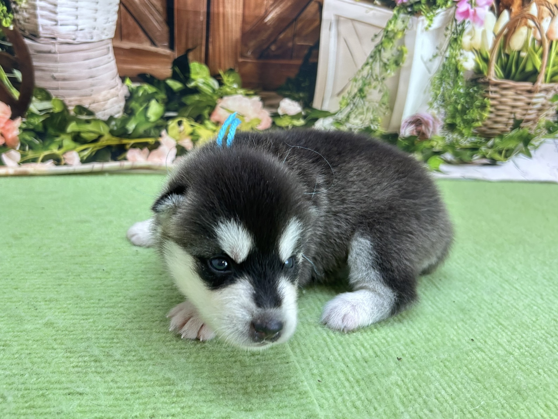 赤ちゃん写真1-2