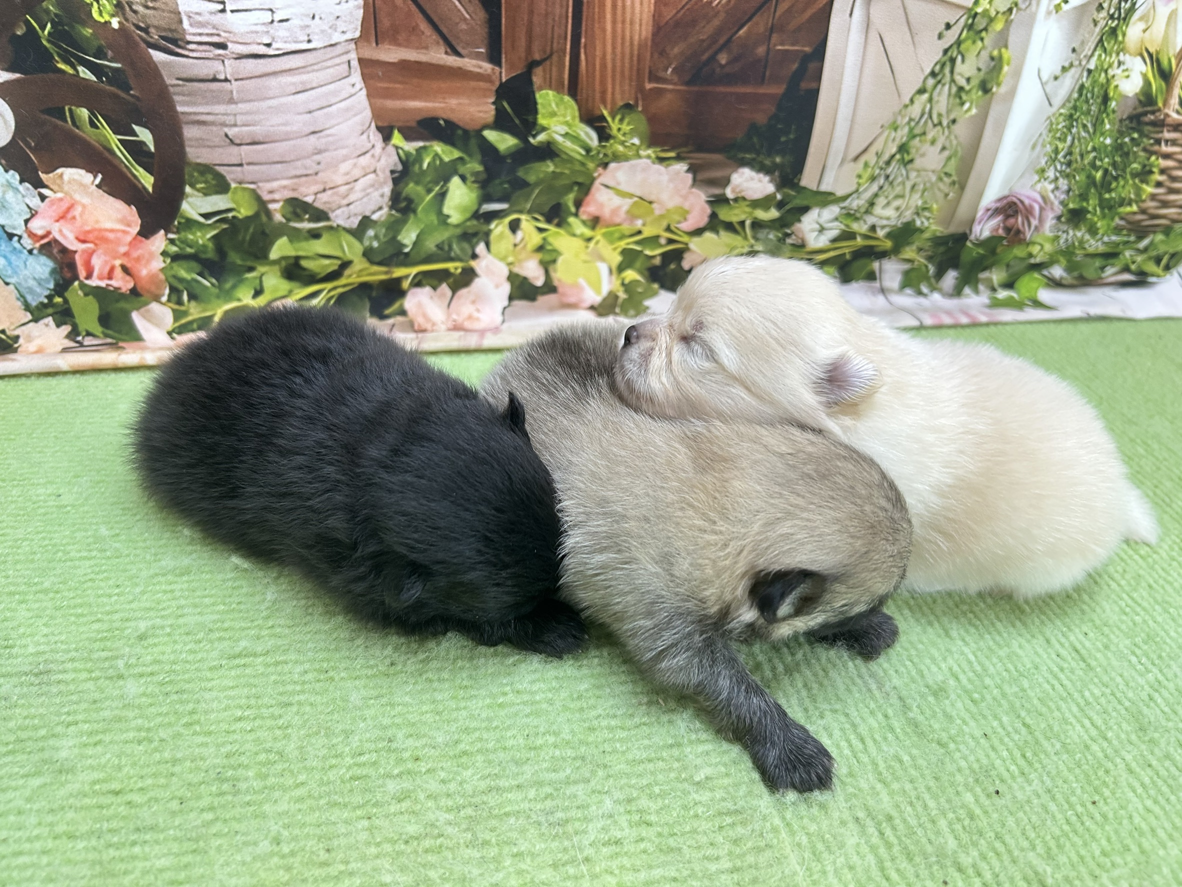 赤ちゃん写真1-3