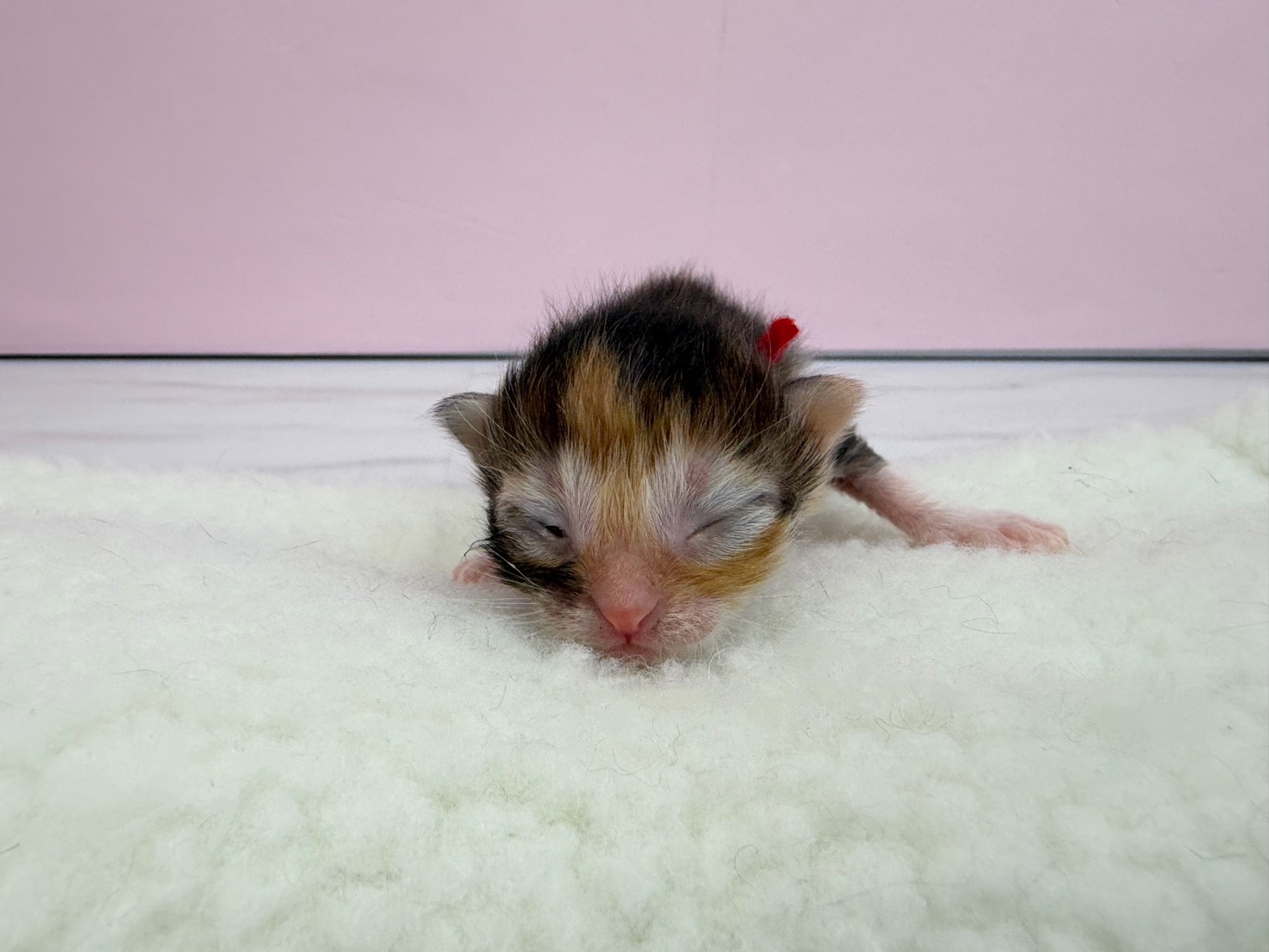 ノルウェージャン・フォレストキャット