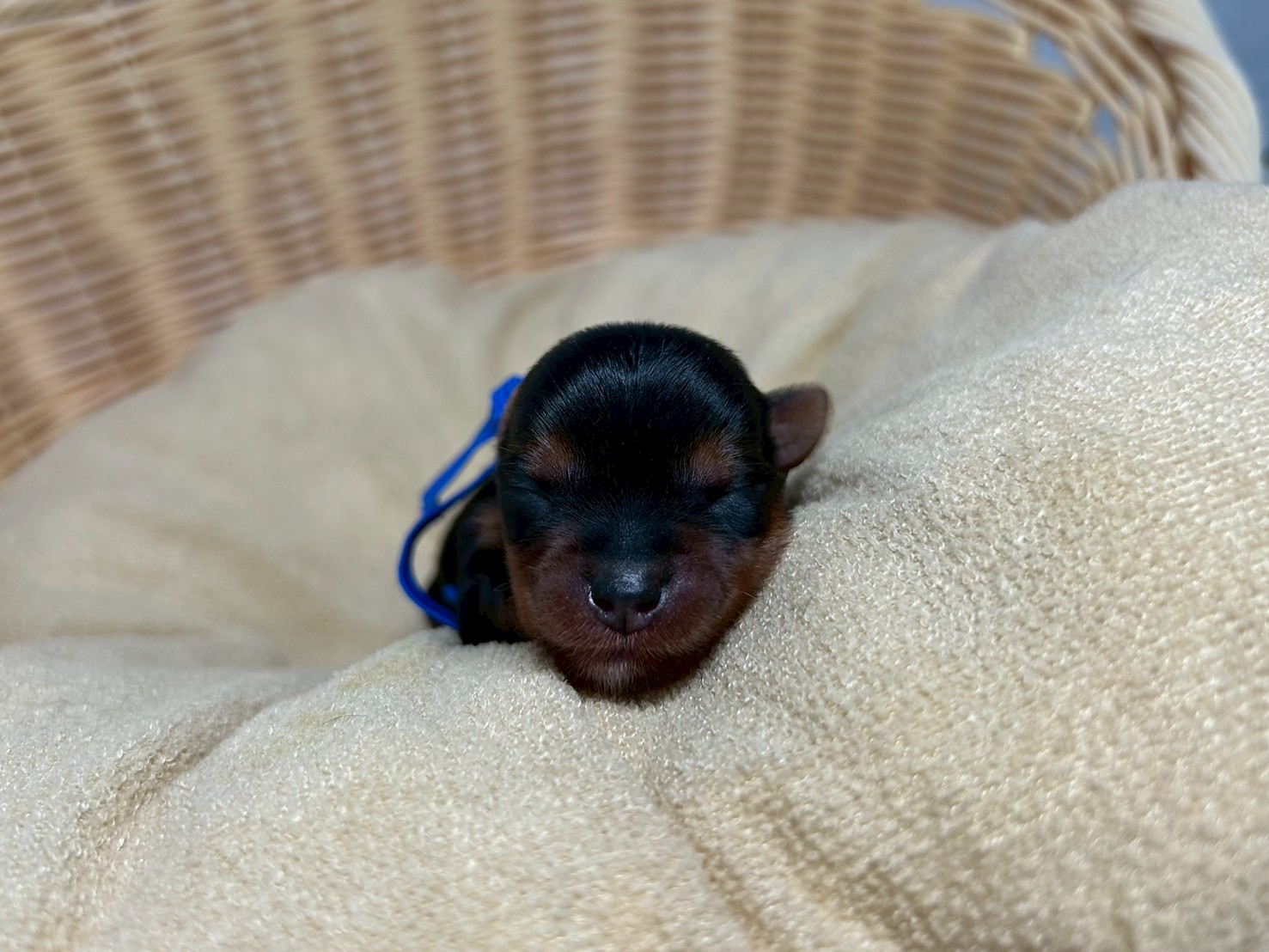 赤ちゃん写真1-1