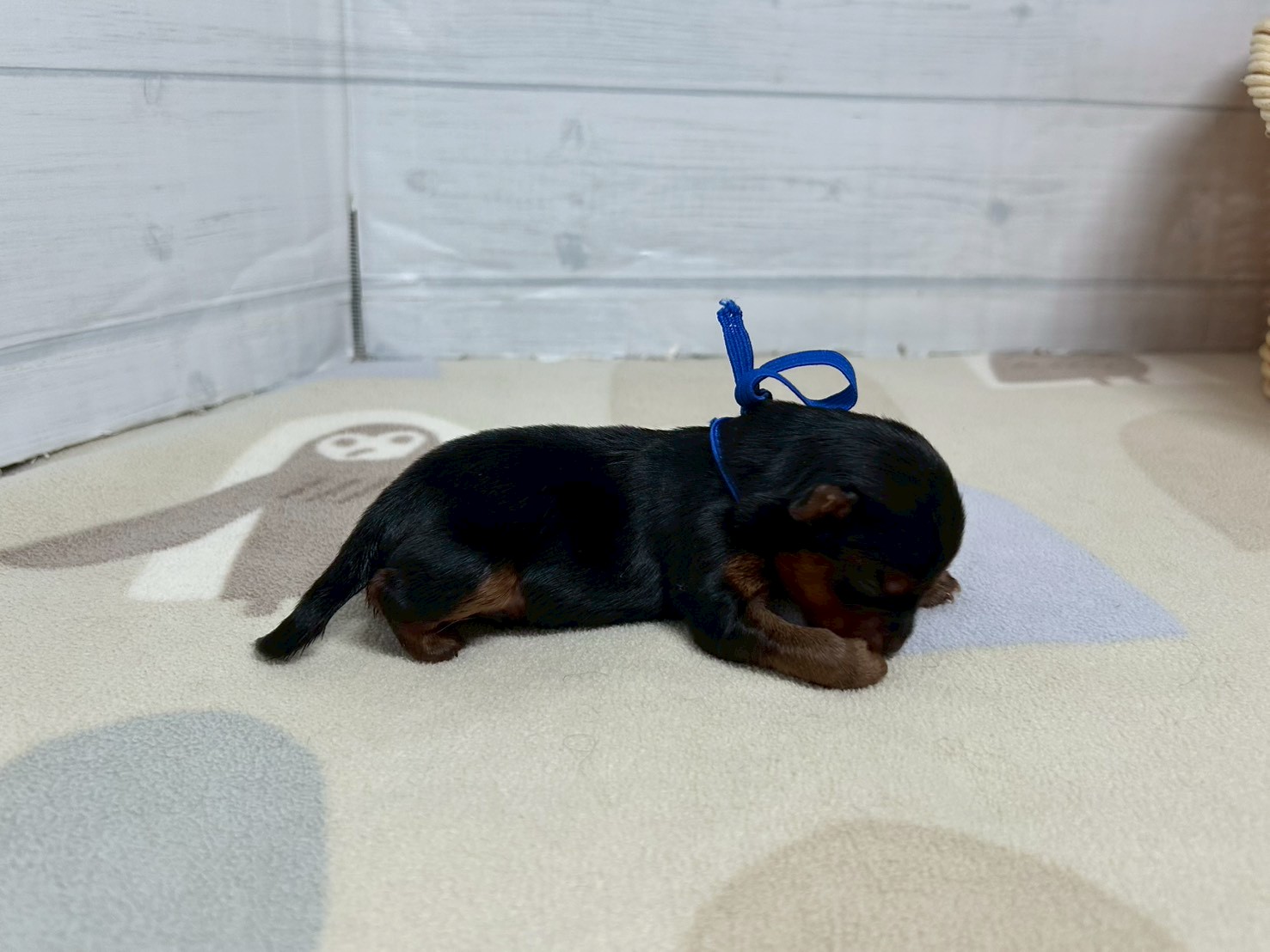 赤ちゃん写真1-2