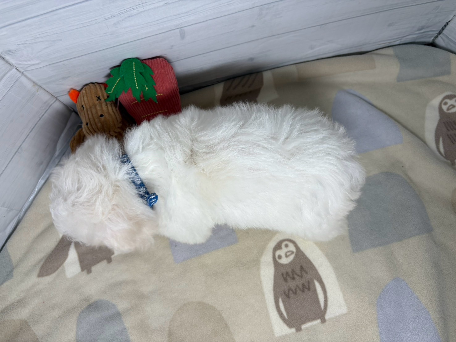 赤ちゃん写真3-3