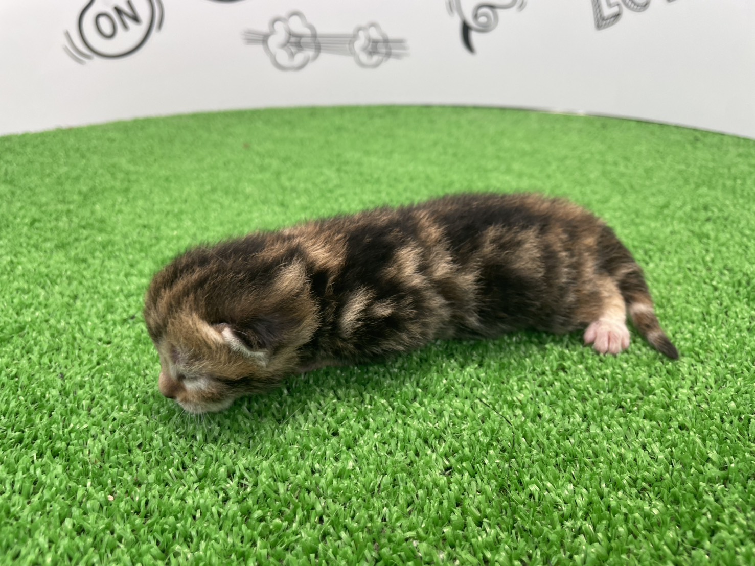 赤ちゃん写真1-2