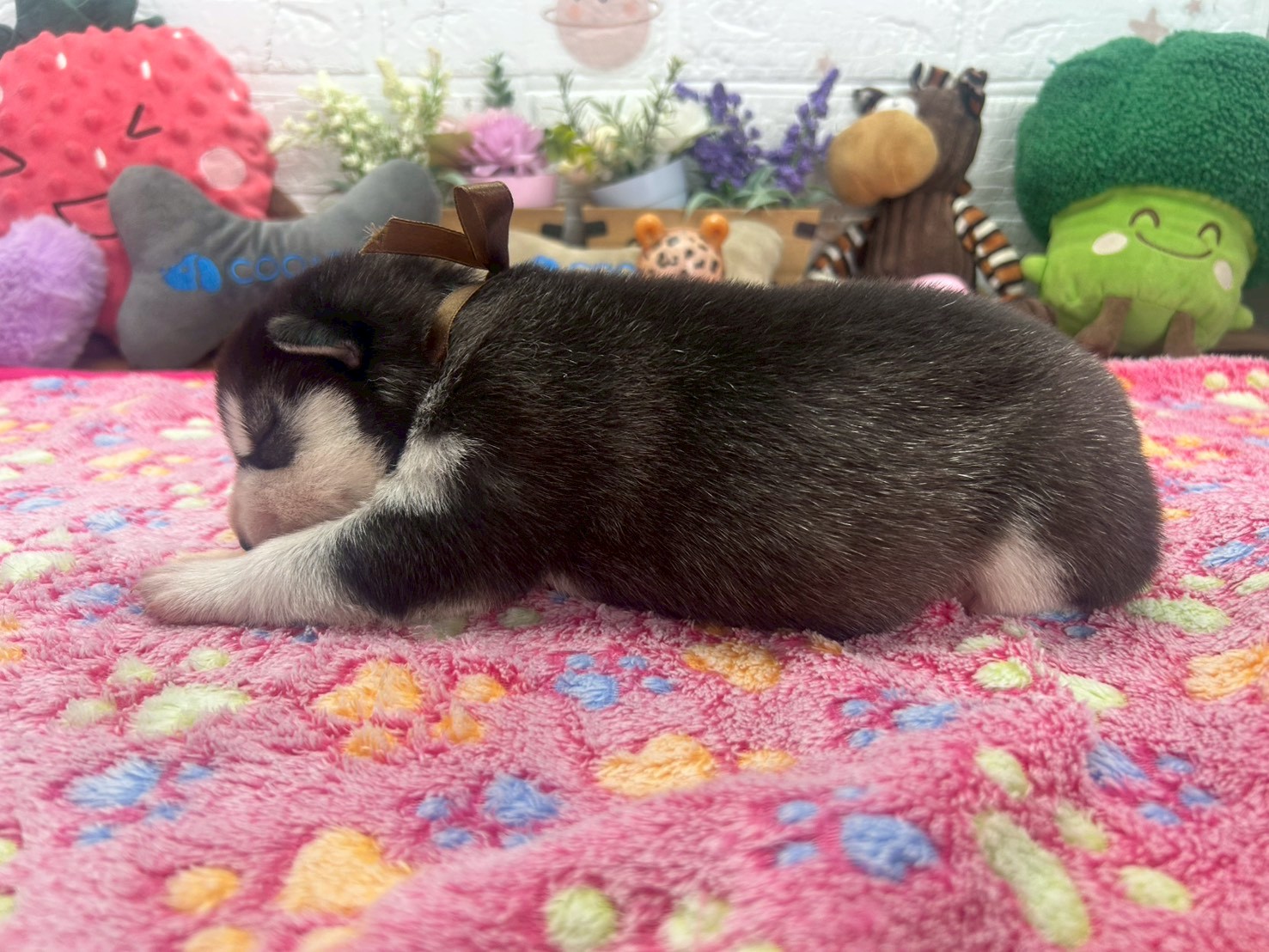 赤ちゃん写真1-2