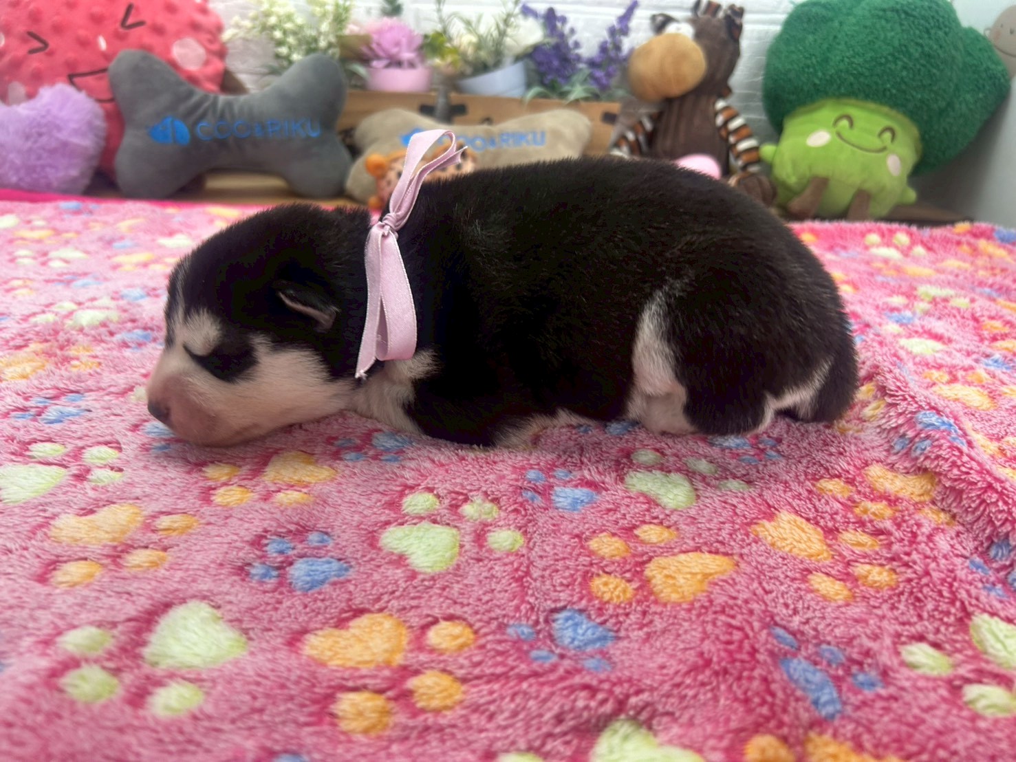 赤ちゃん写真1-2