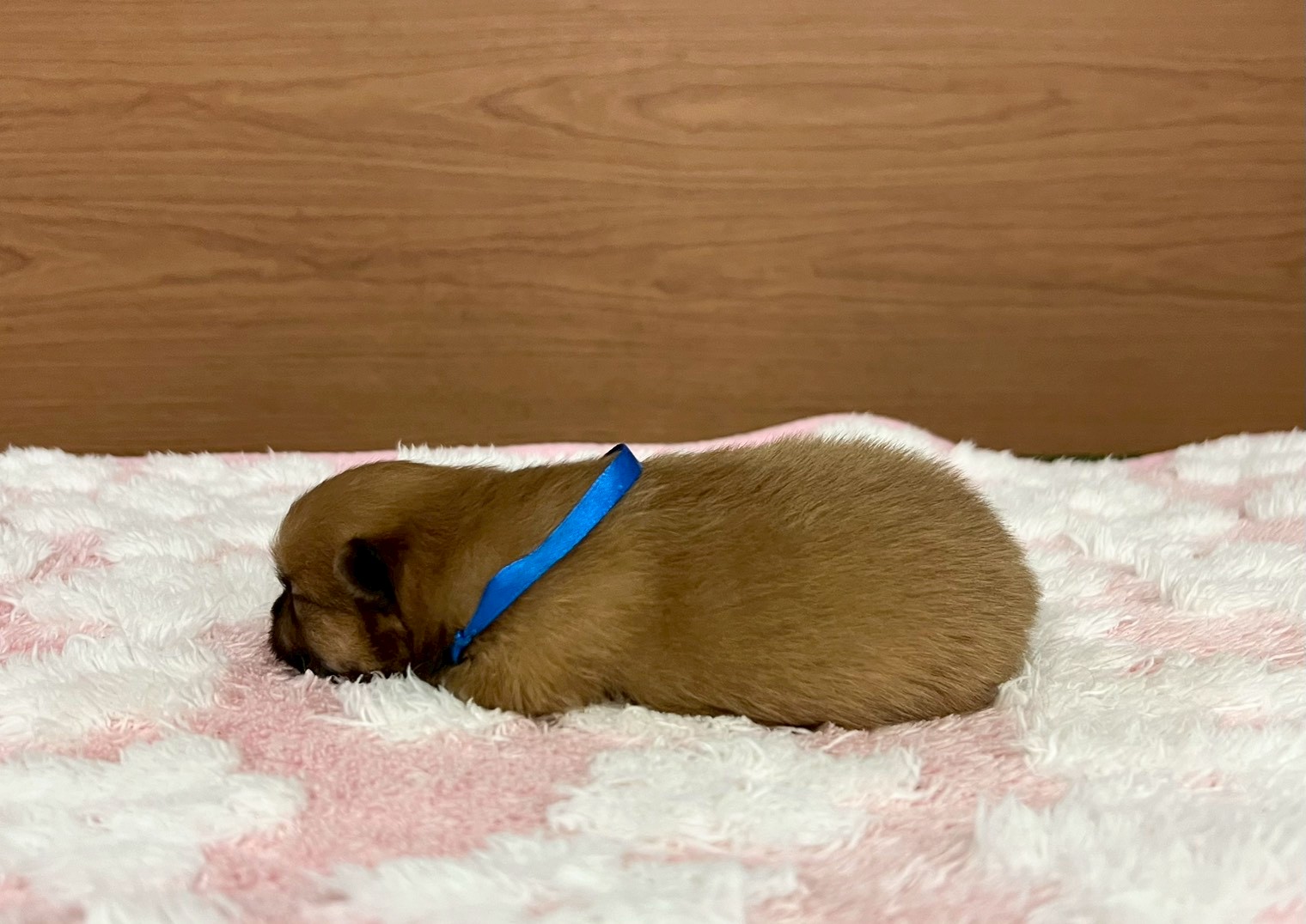 赤ちゃん写真1-2
