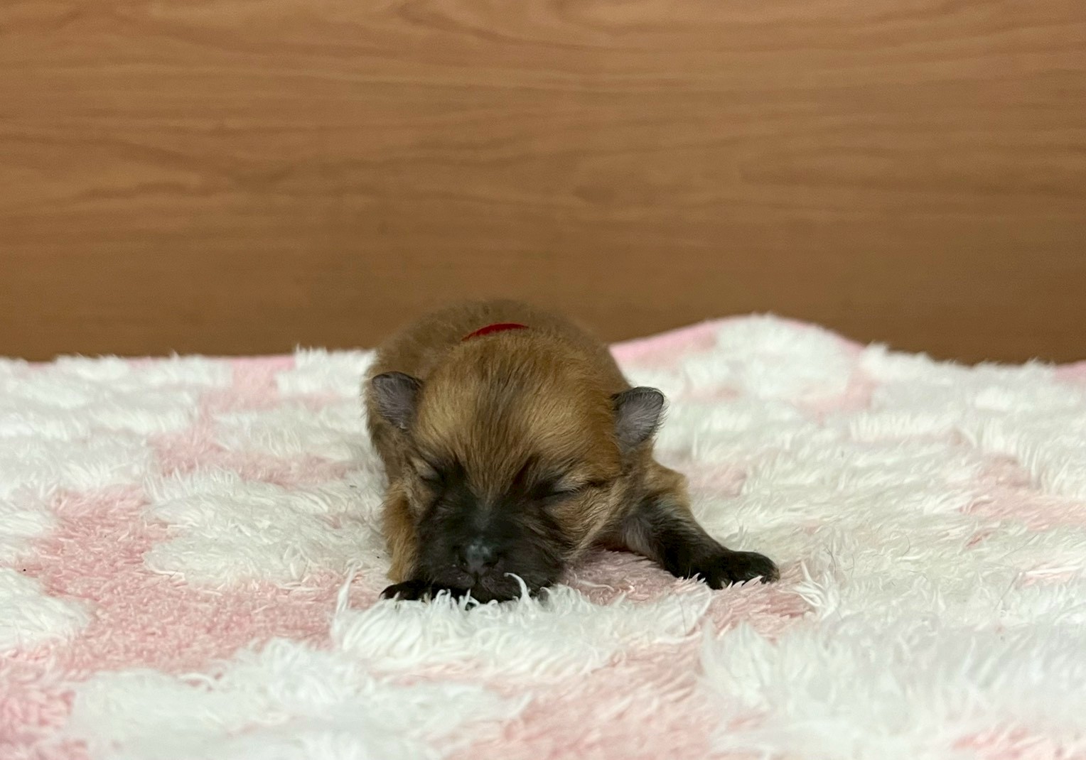 赤ちゃん写真1-1