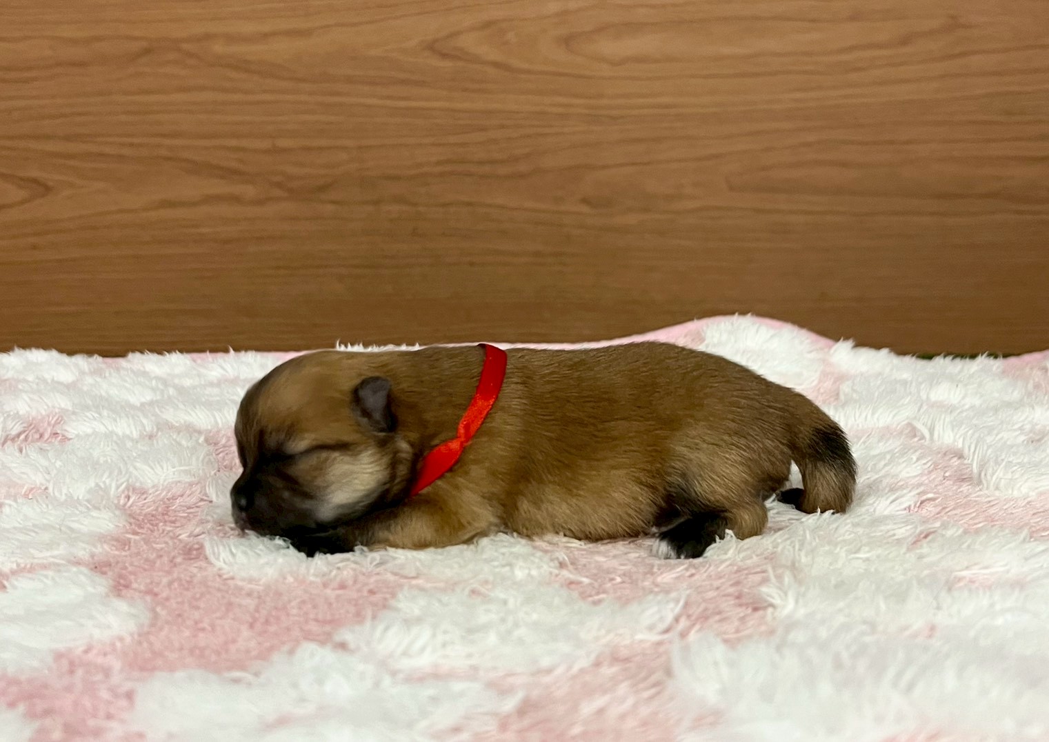 赤ちゃん写真1-2