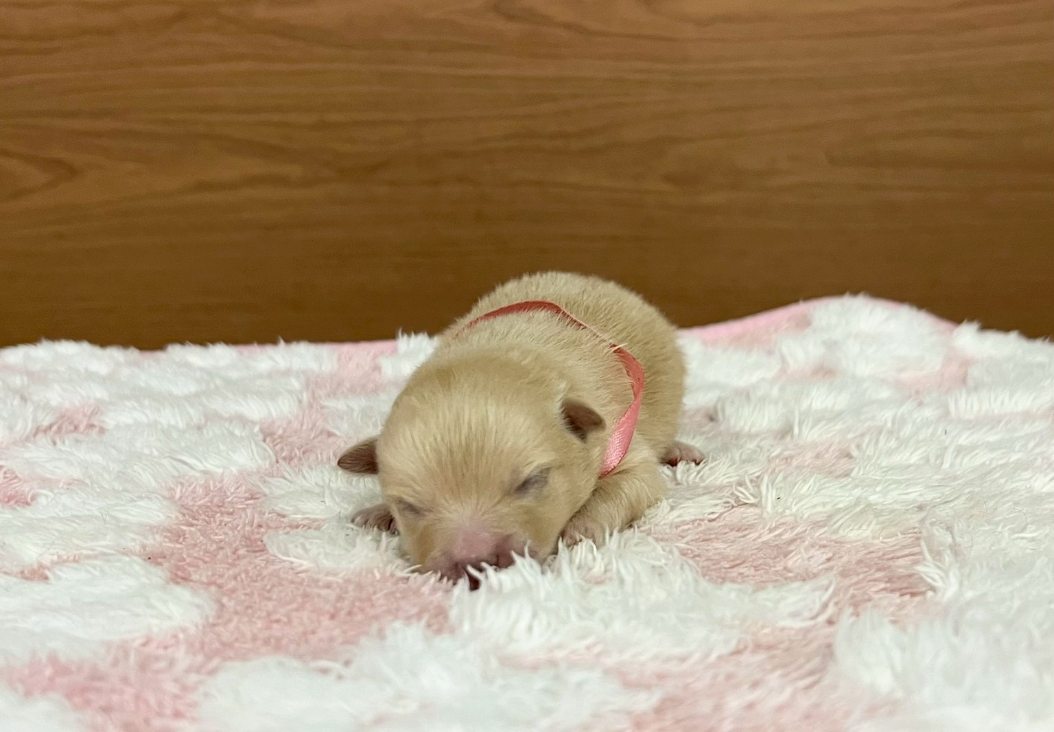 赤ちゃん写真1-1