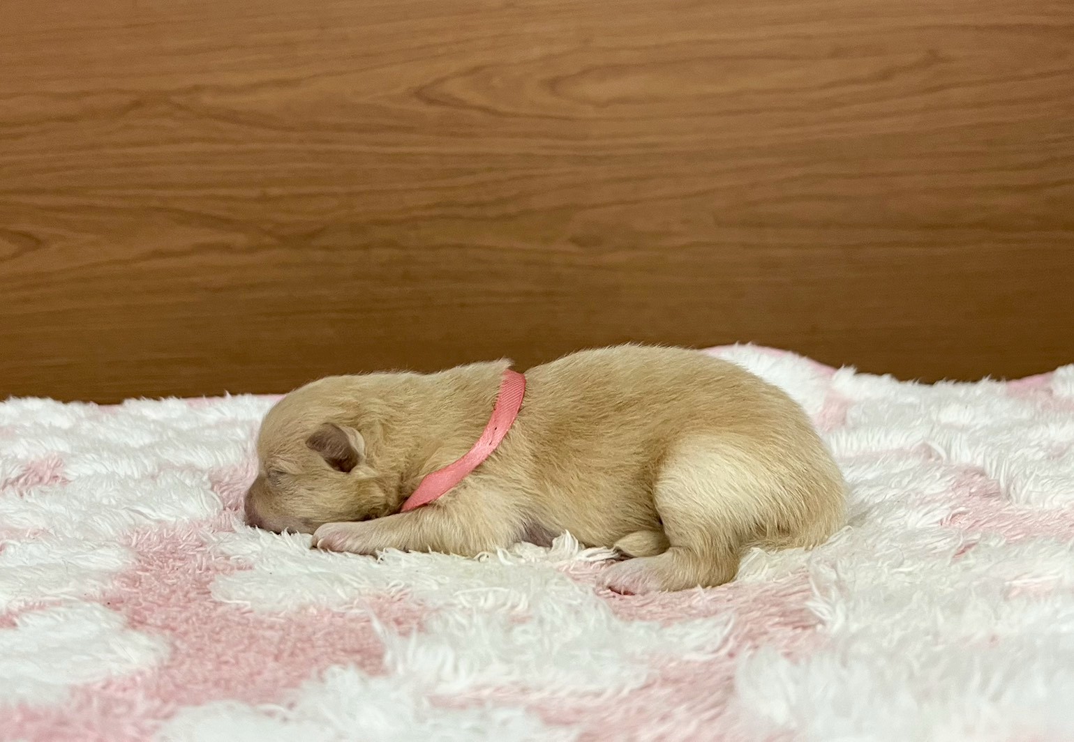 赤ちゃん写真1-2