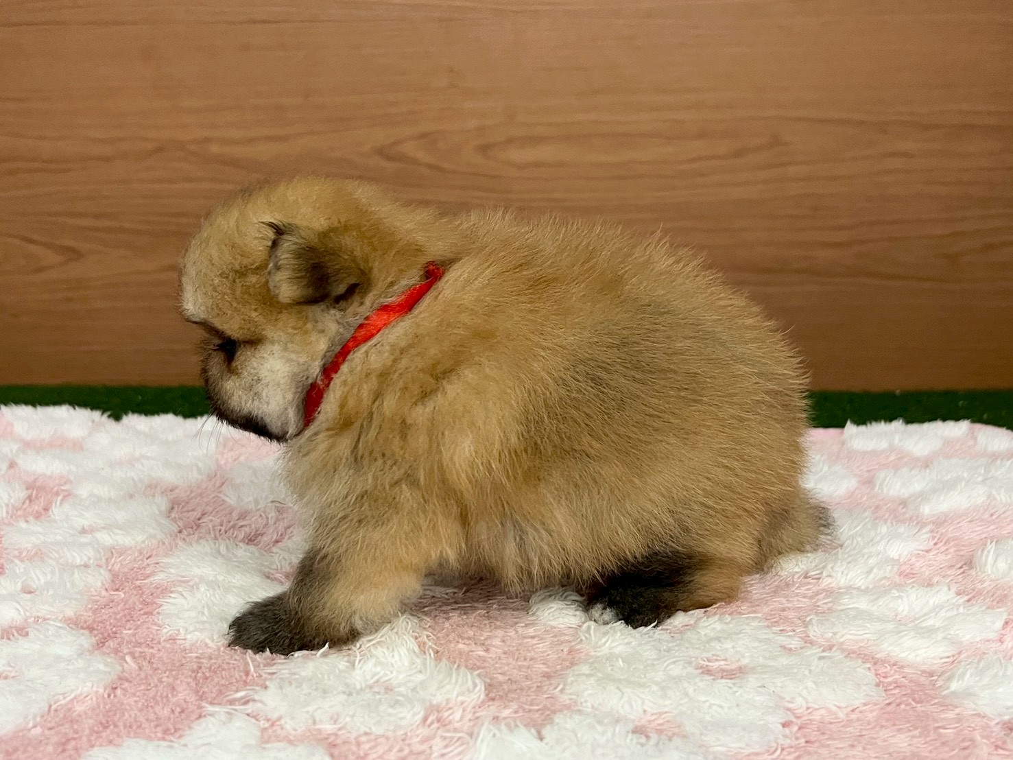 赤ちゃん写真2-2