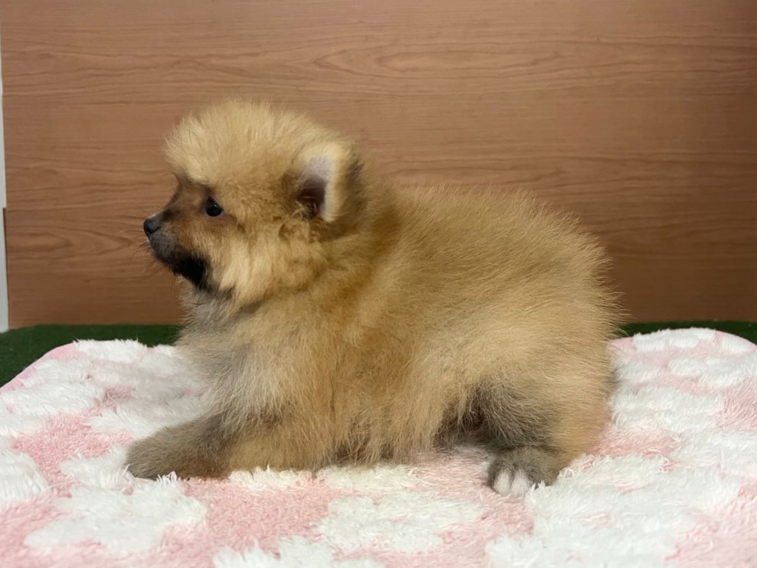 赤ちゃん写真3-2