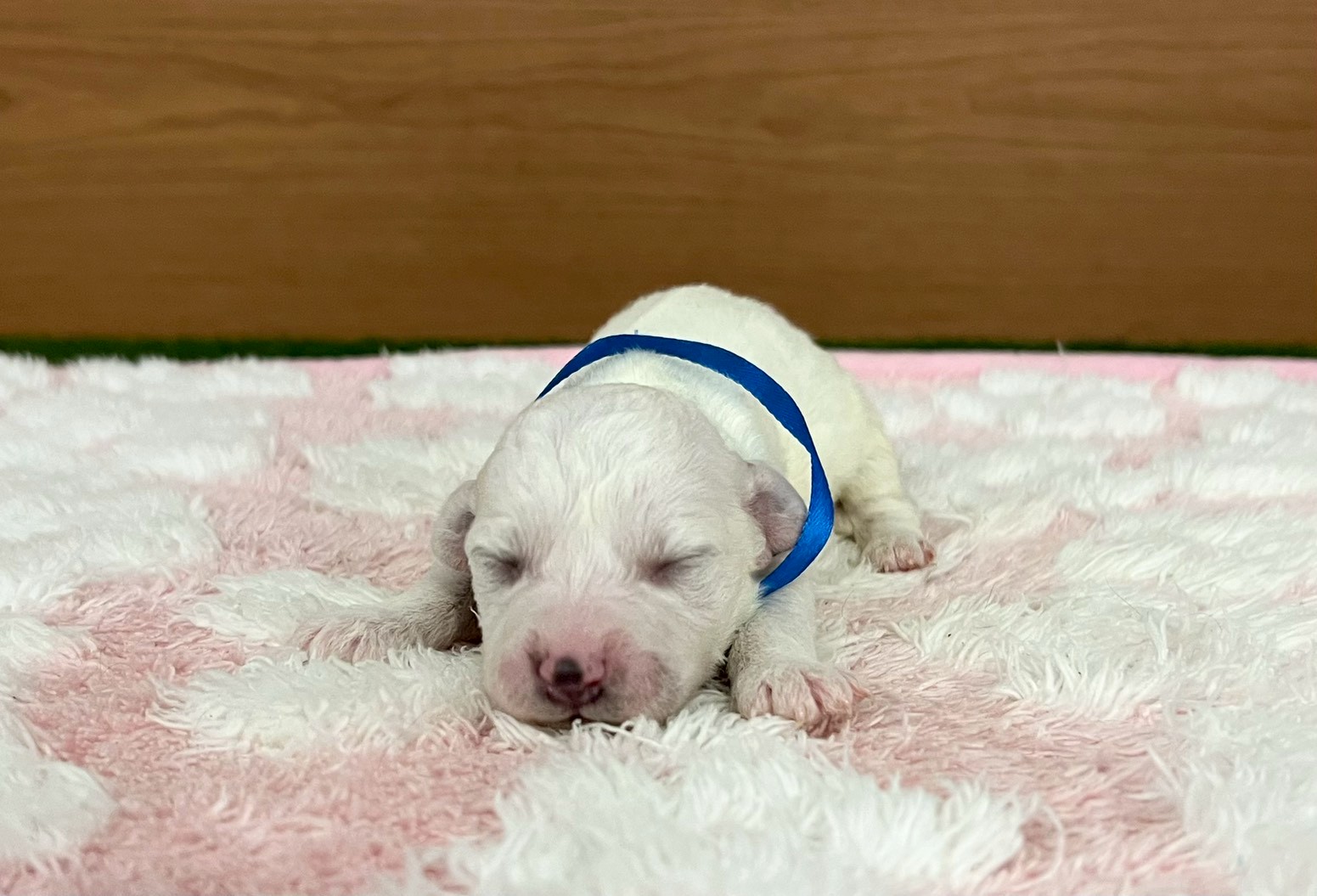 赤ちゃん写真1-1