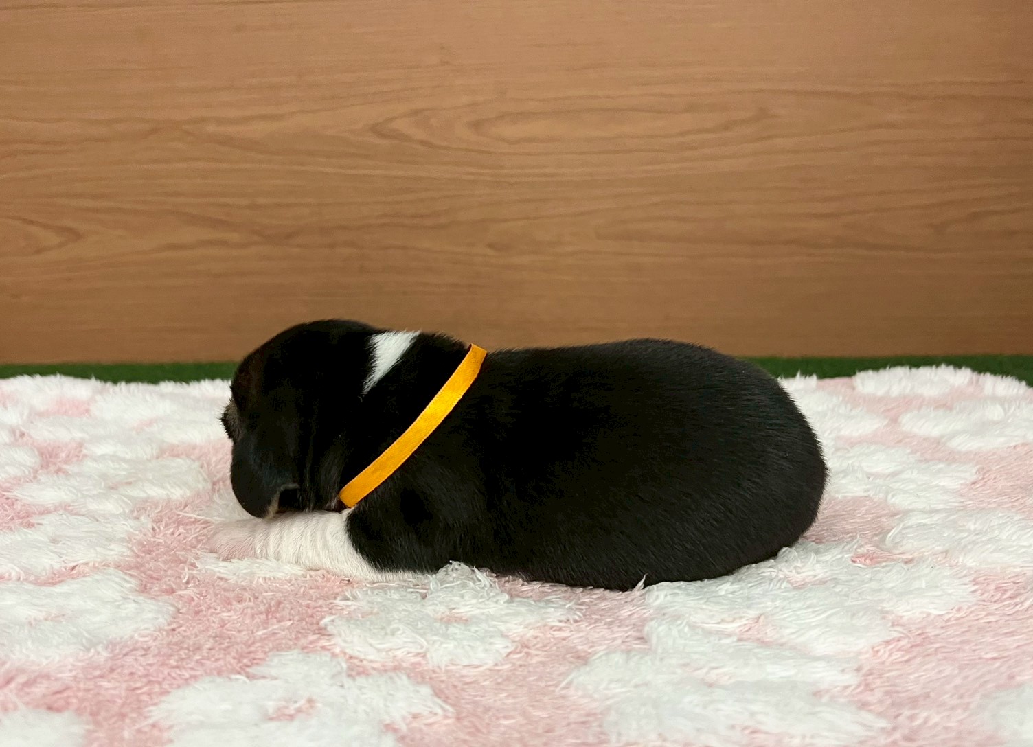 赤ちゃん写真1-2