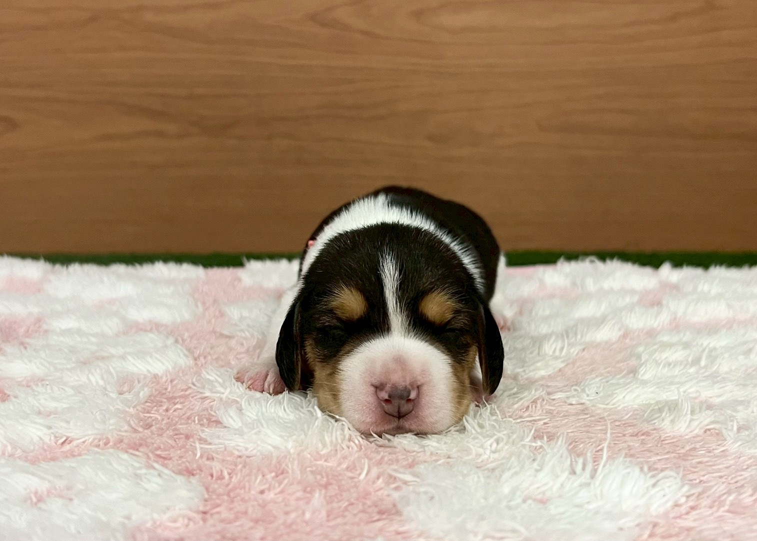 赤ちゃん写真1-1