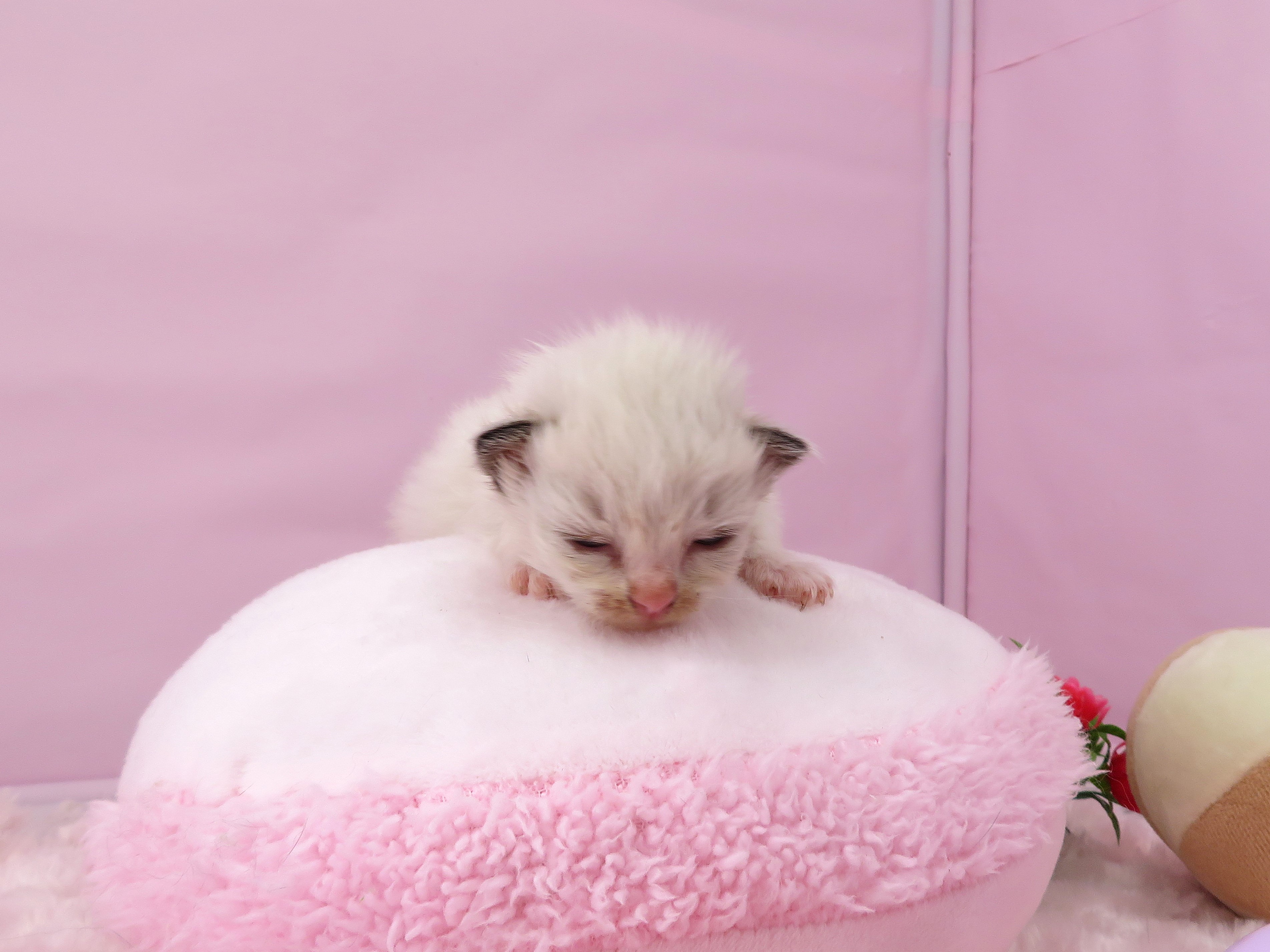 赤ちゃん写真1-1