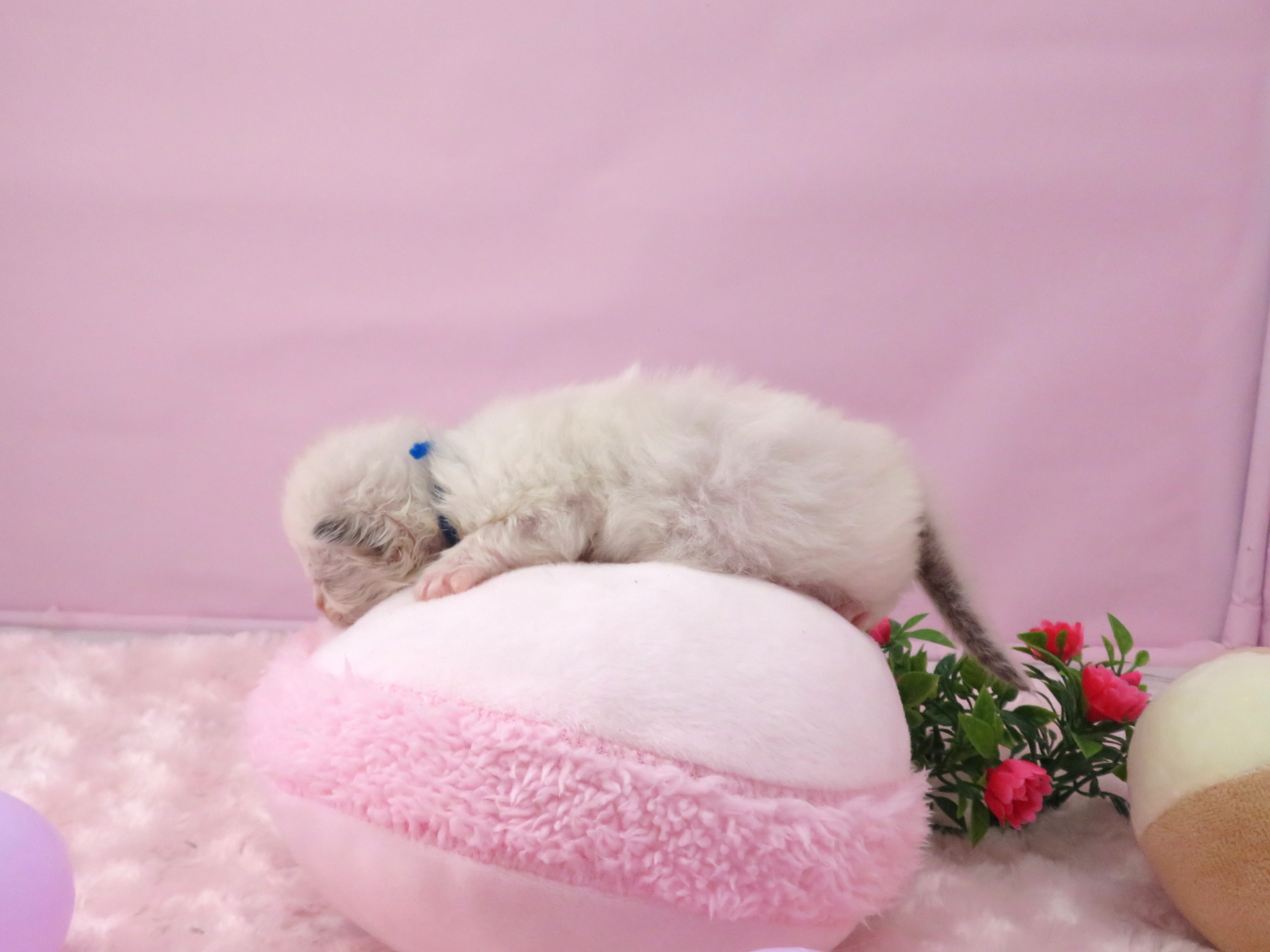 赤ちゃん写真1-2
