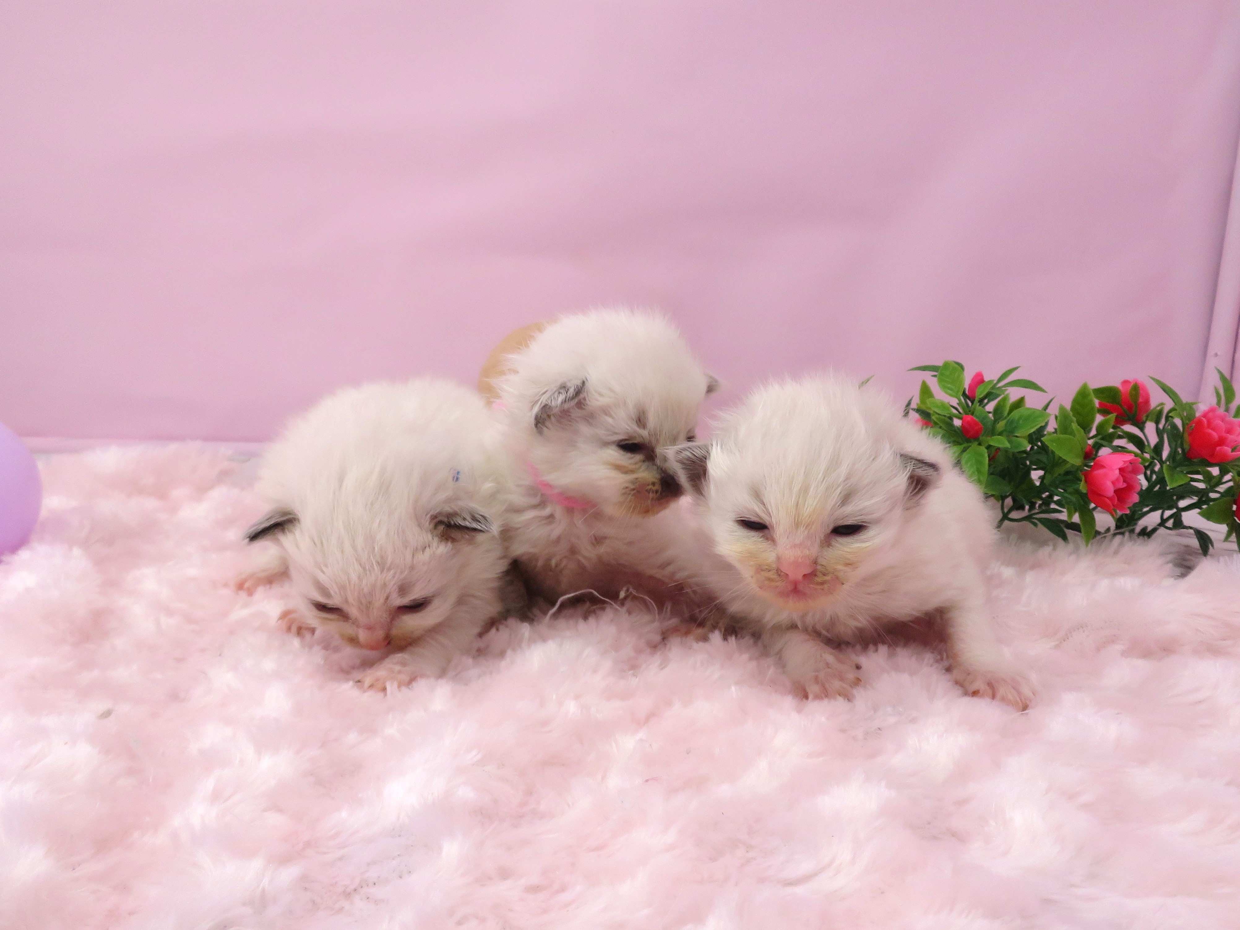赤ちゃん写真1-3