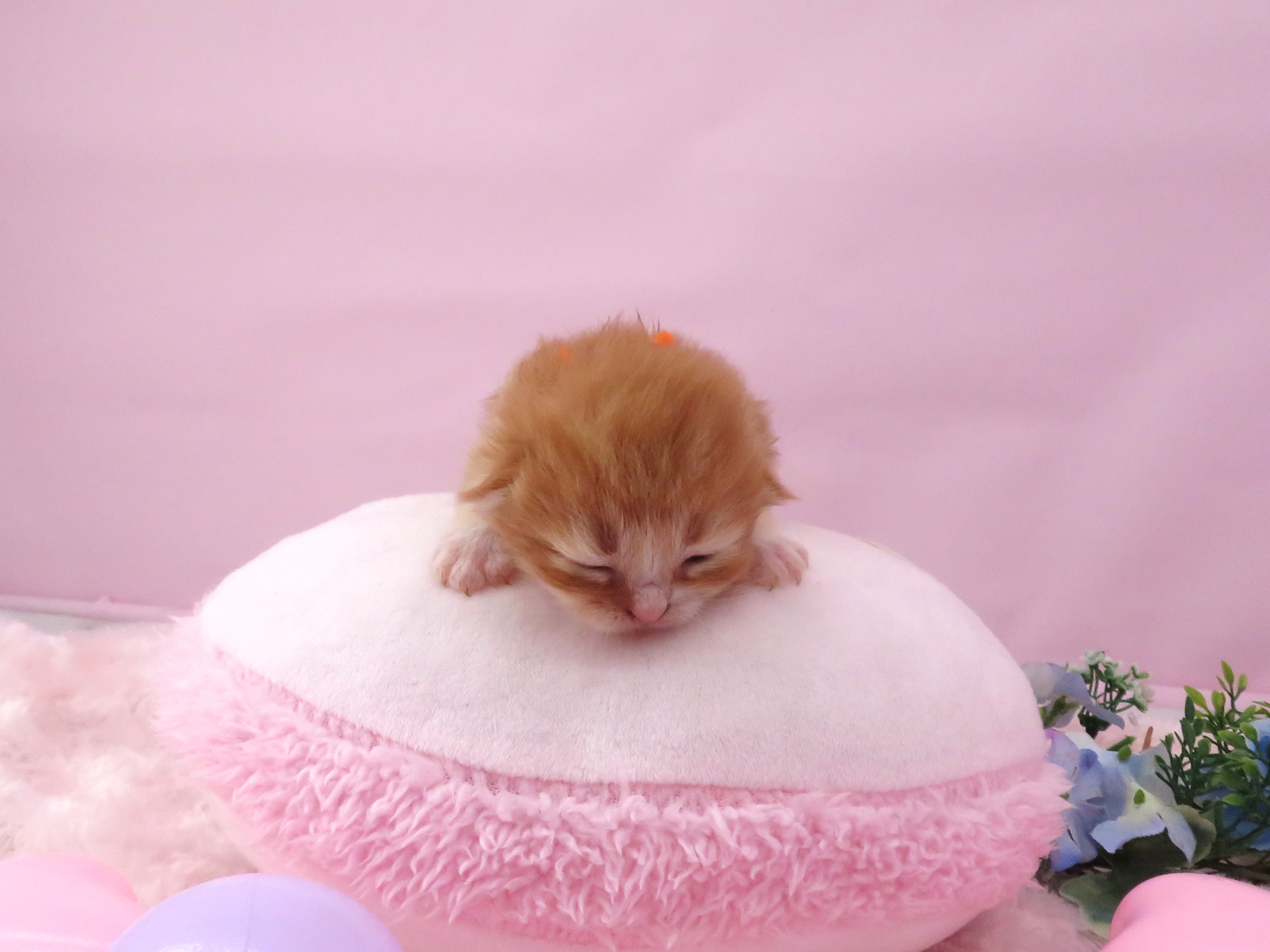 赤ちゃん写真1-1