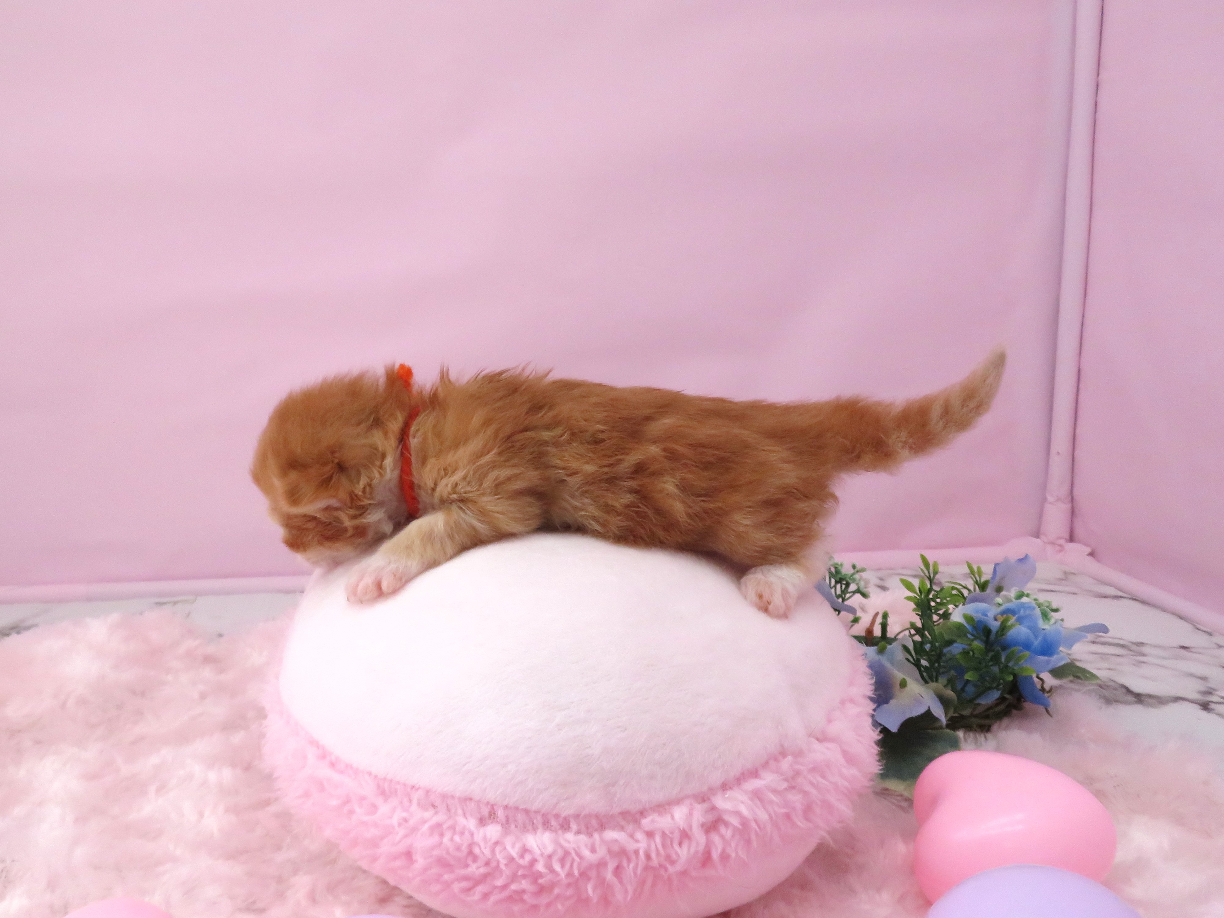 赤ちゃん写真1-2