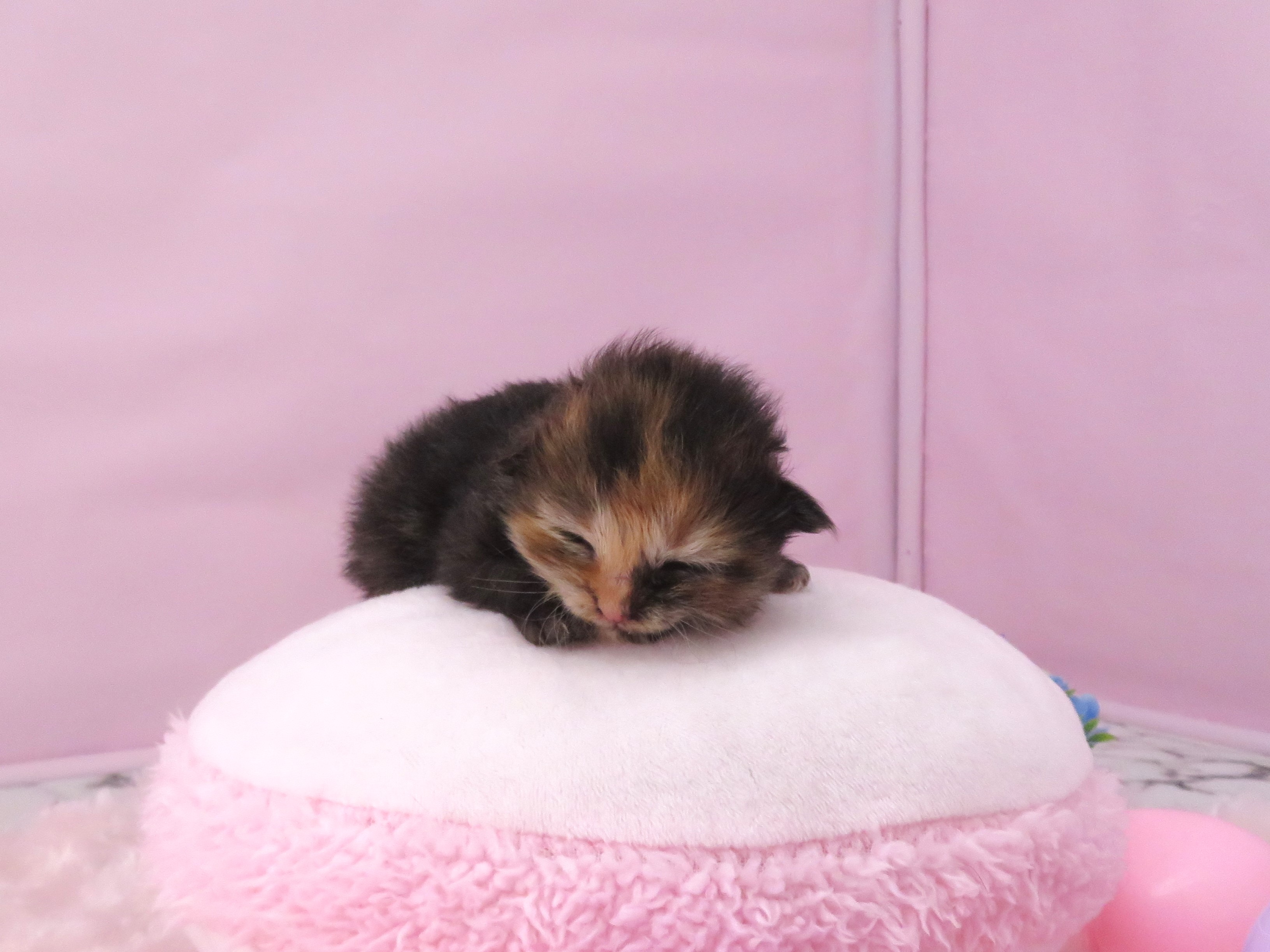 赤ちゃん写真1-1